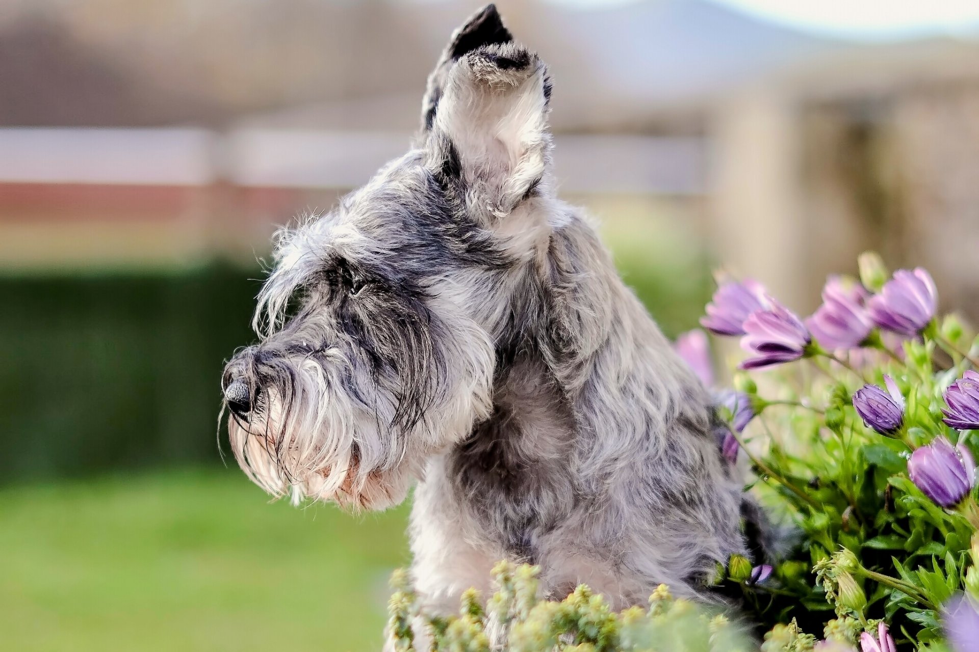 zwergschnauzer schnauzer chien museau oreilles fleurs portrait