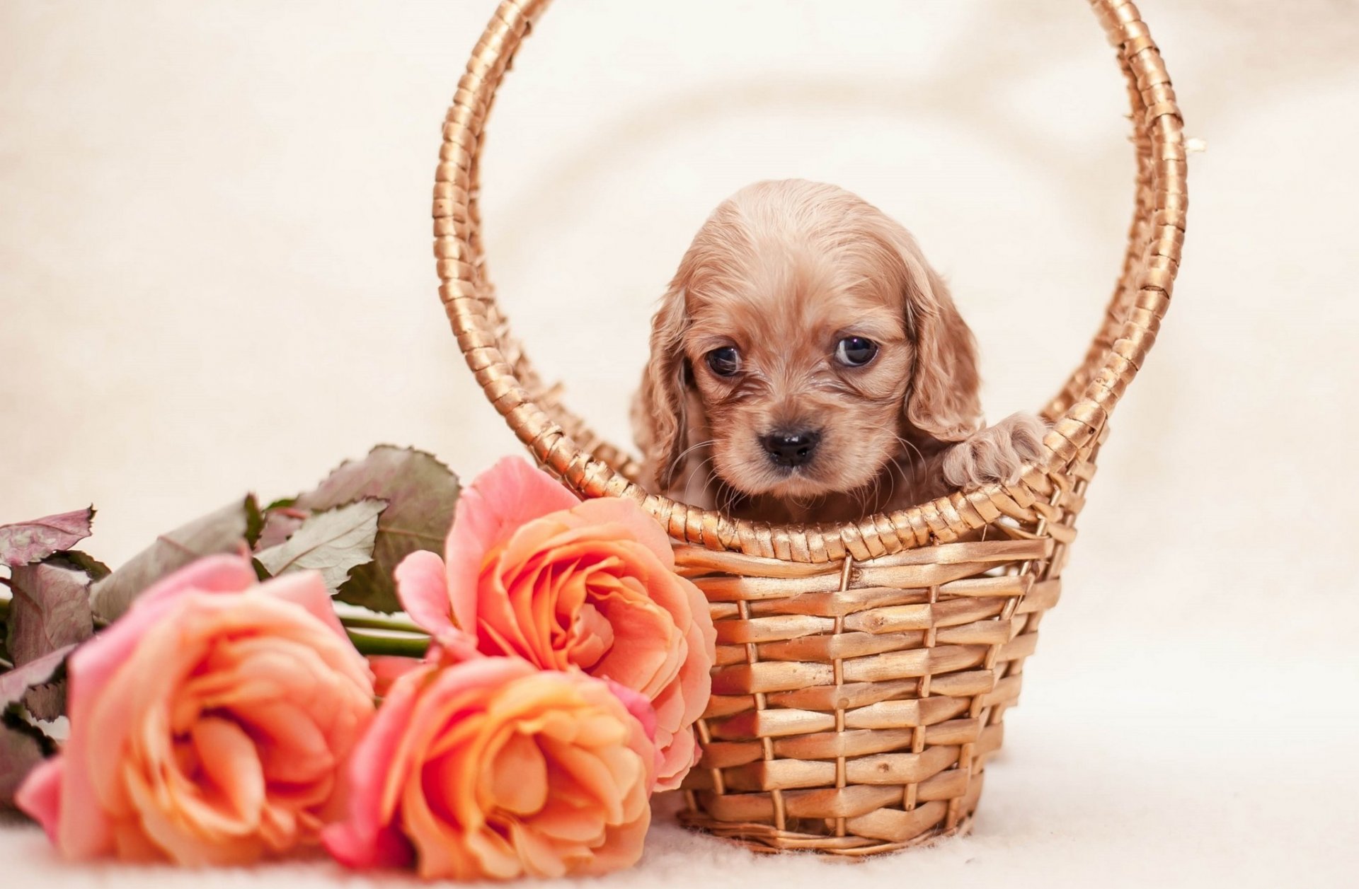 panier chiot fleurs roses