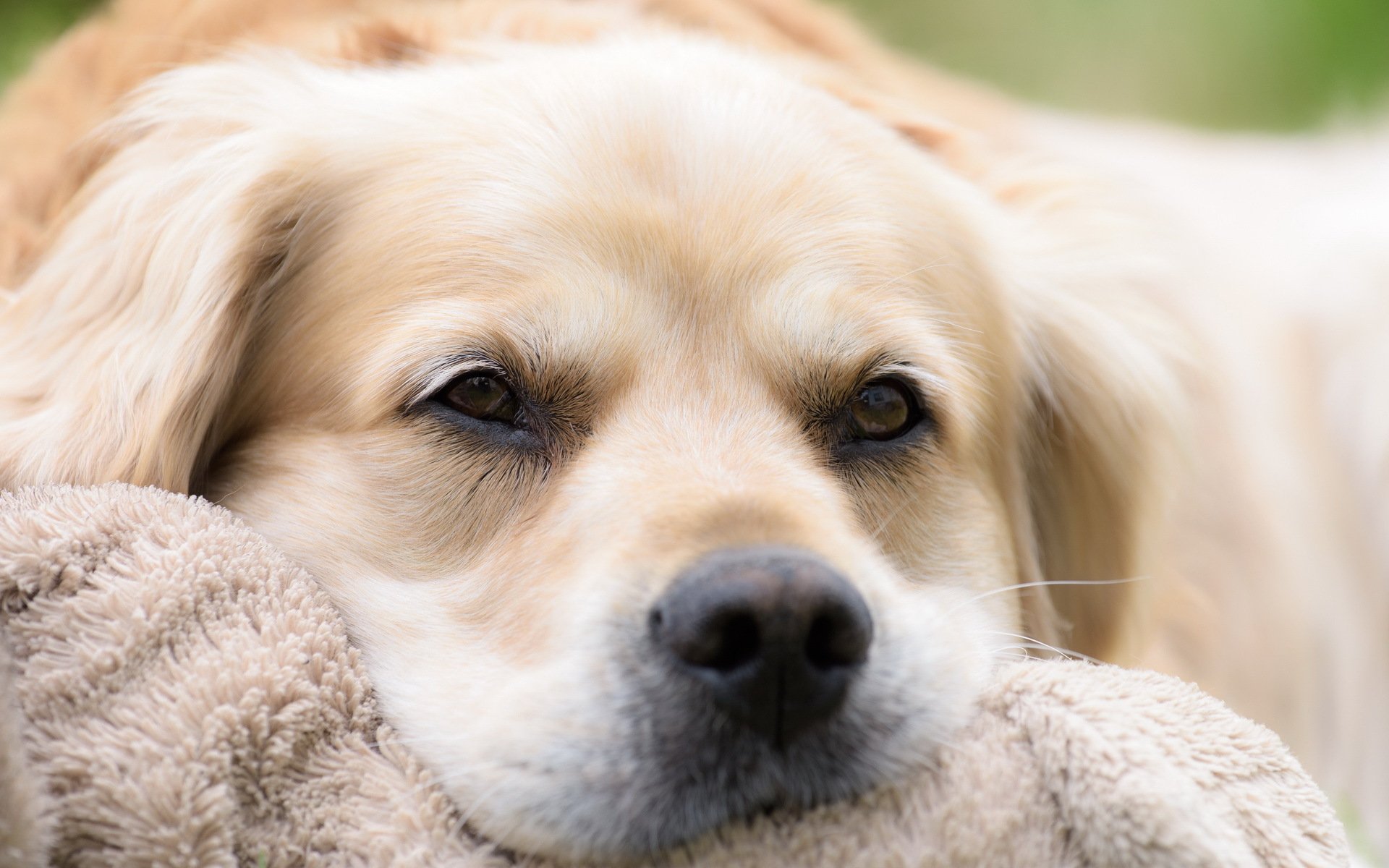 hund blick freund