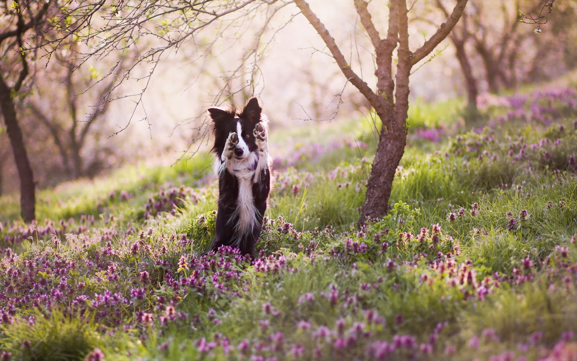 chien vue ami nature