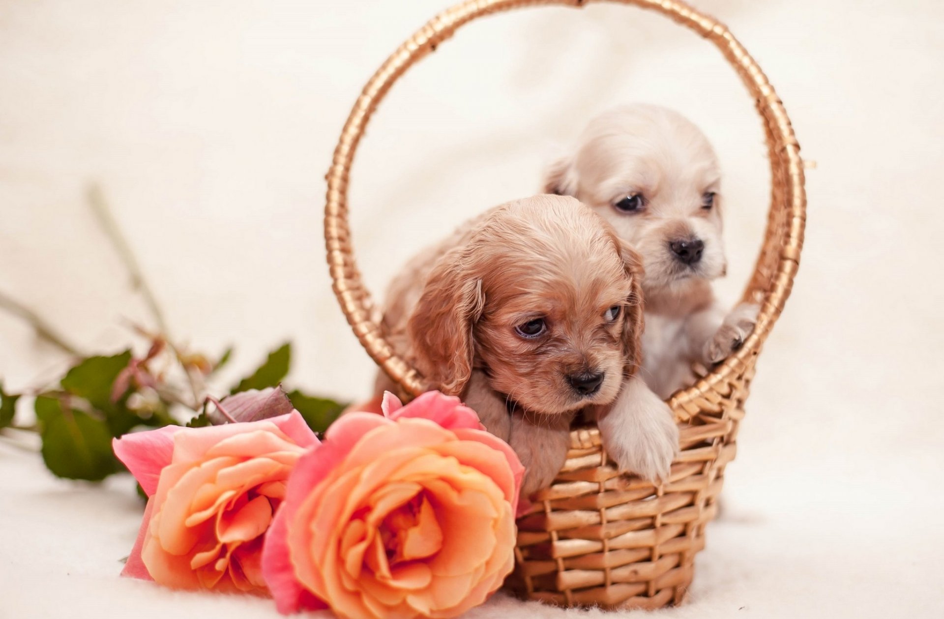 perros cachorros cesta flores rosas perritos cesta