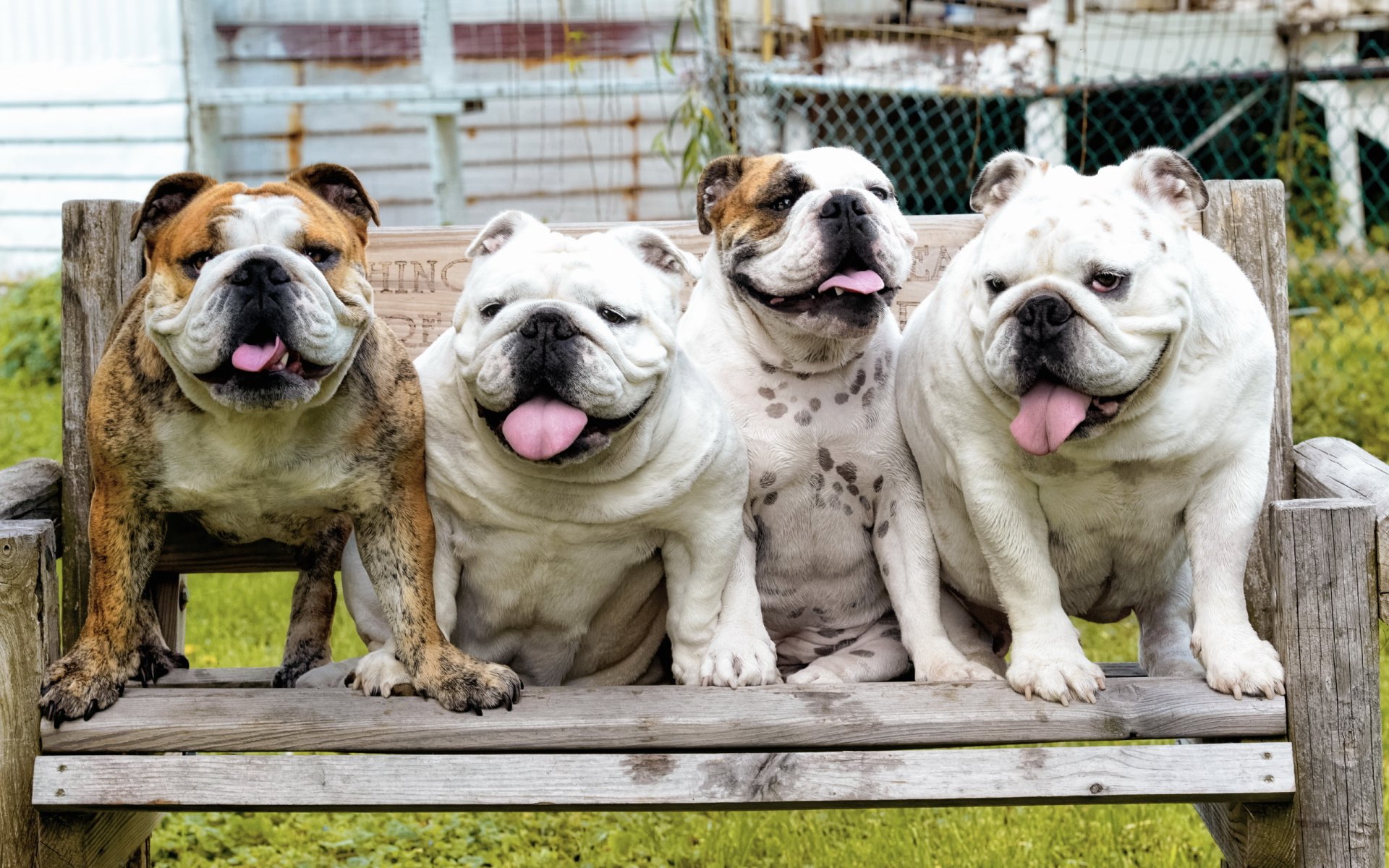 bulldog perros fondo