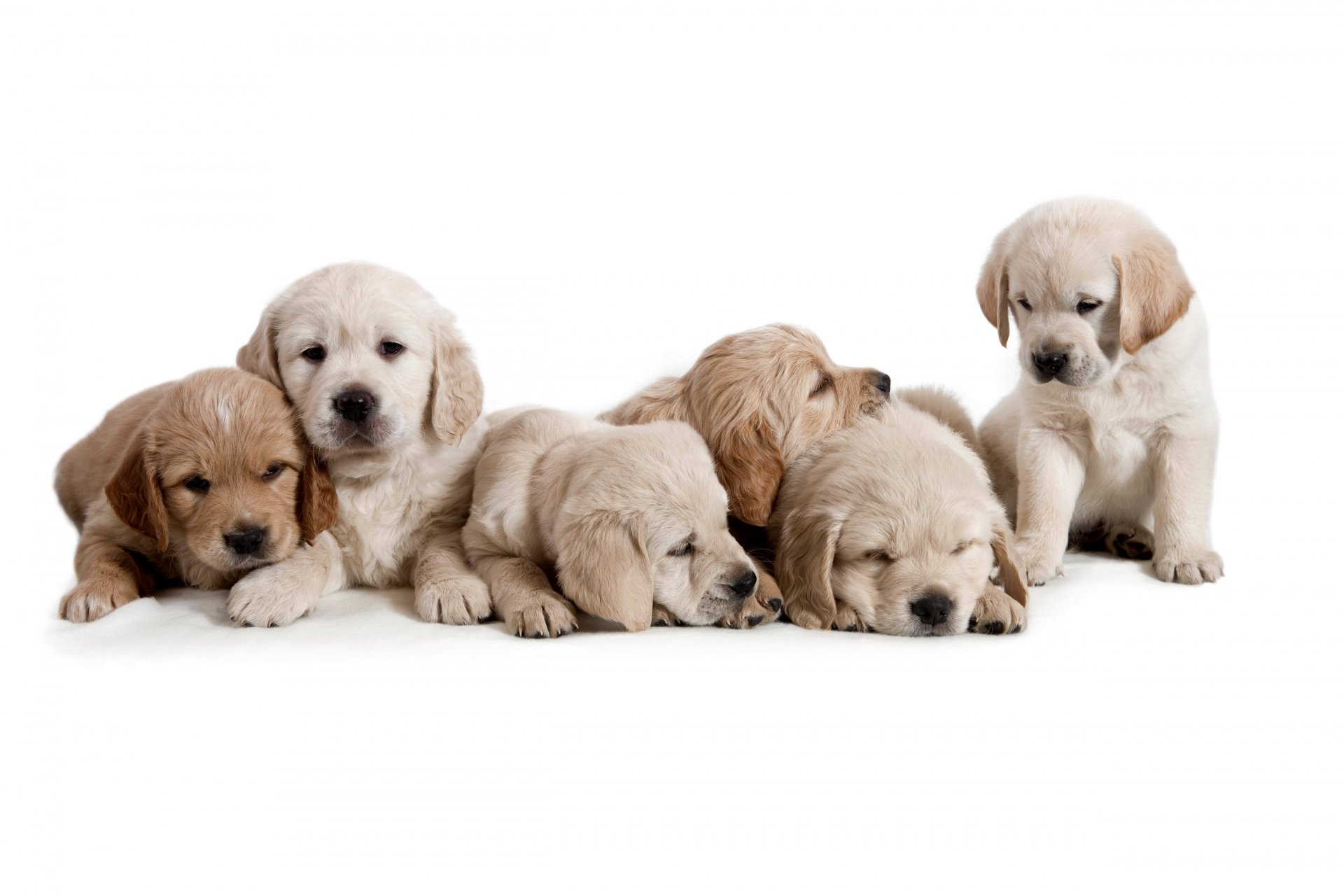 chiots chiens fond blanc petits