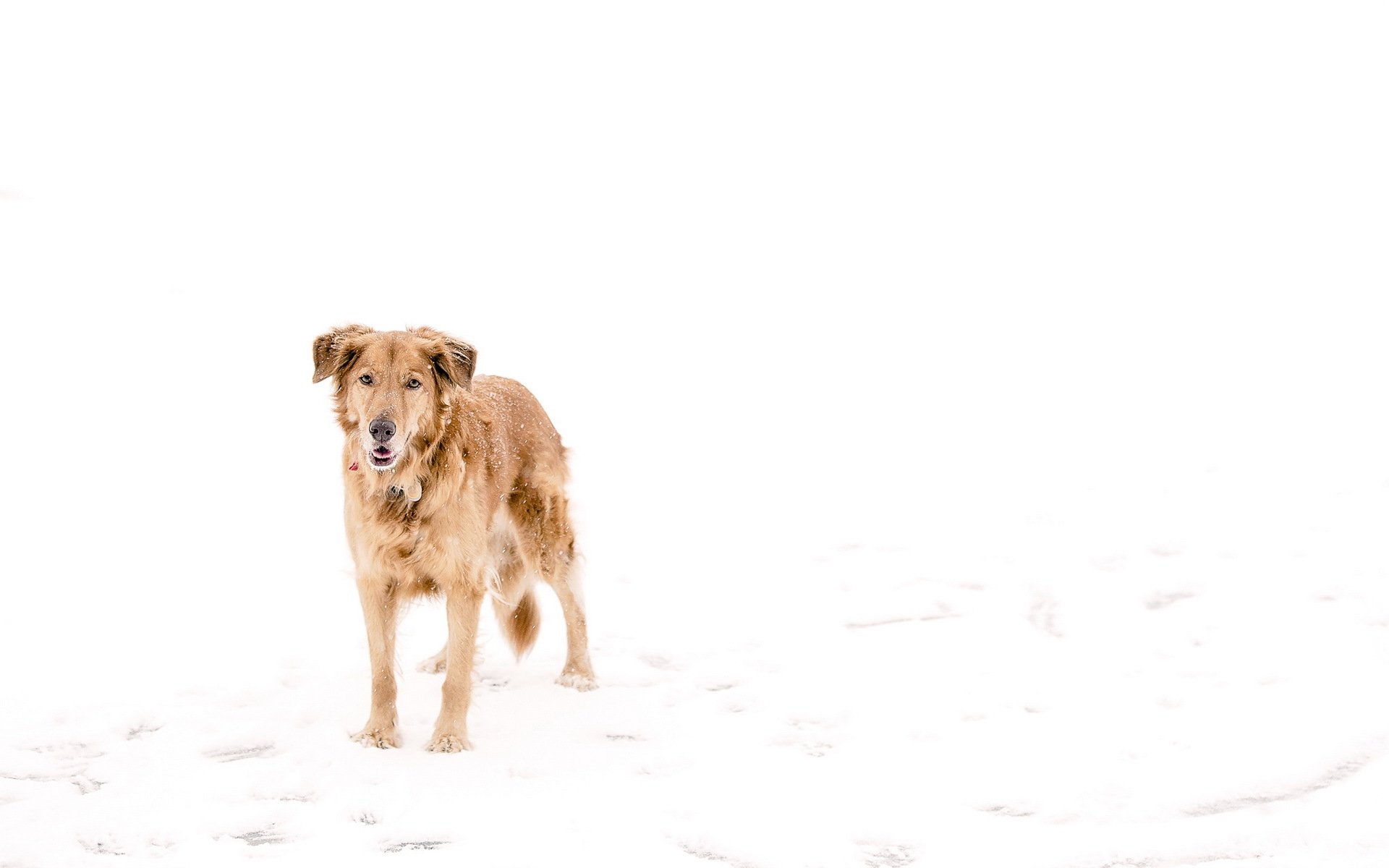 perro nieve invierno