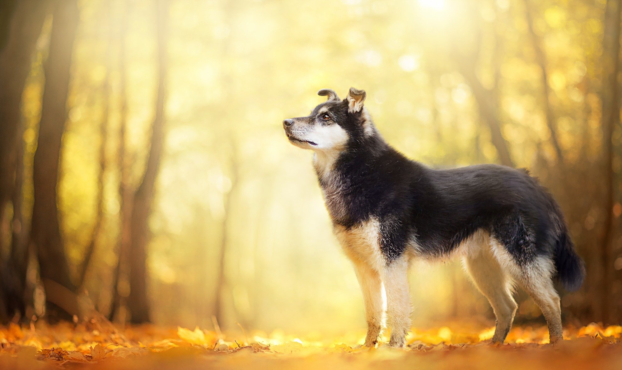 perro mirada amigo