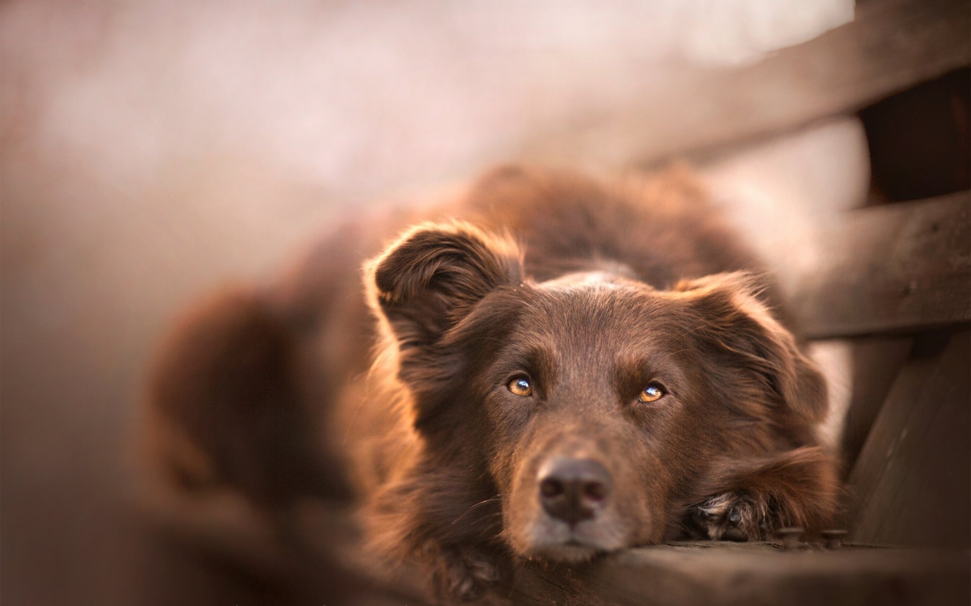 chien museau regard repos banc