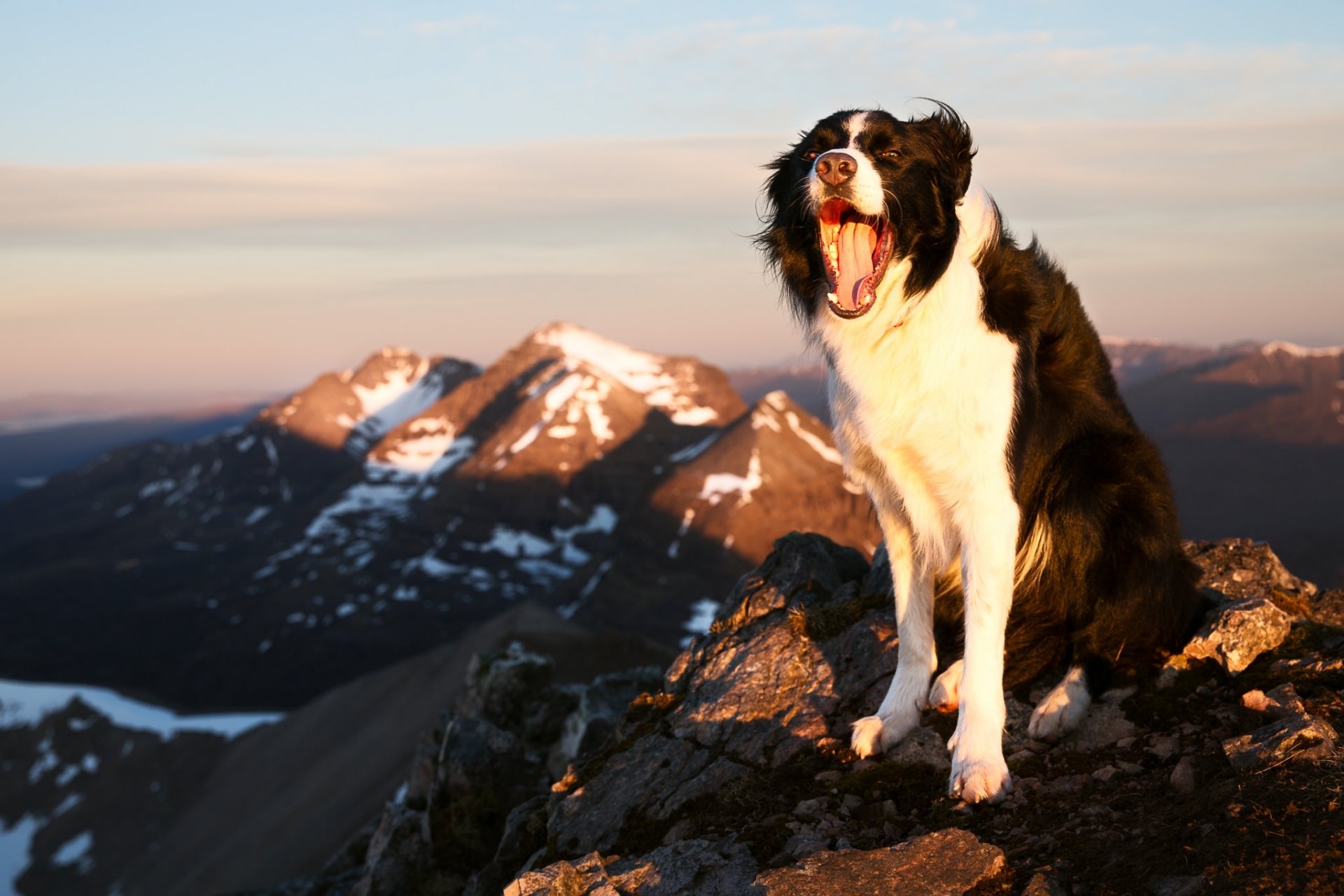 border collie hund freude stimmung berge