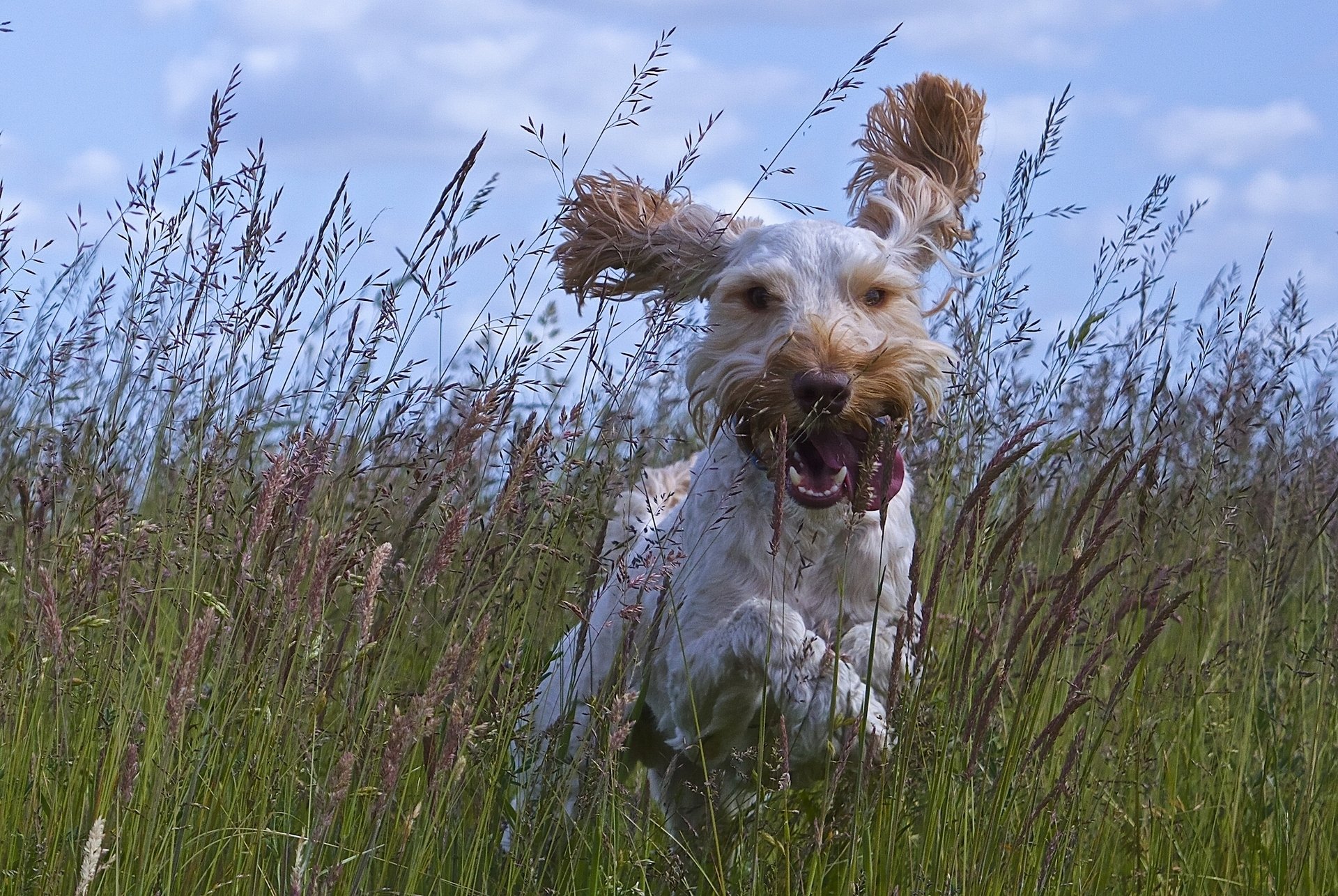 hund freude stimmung gehen ohren zunge wiese gras