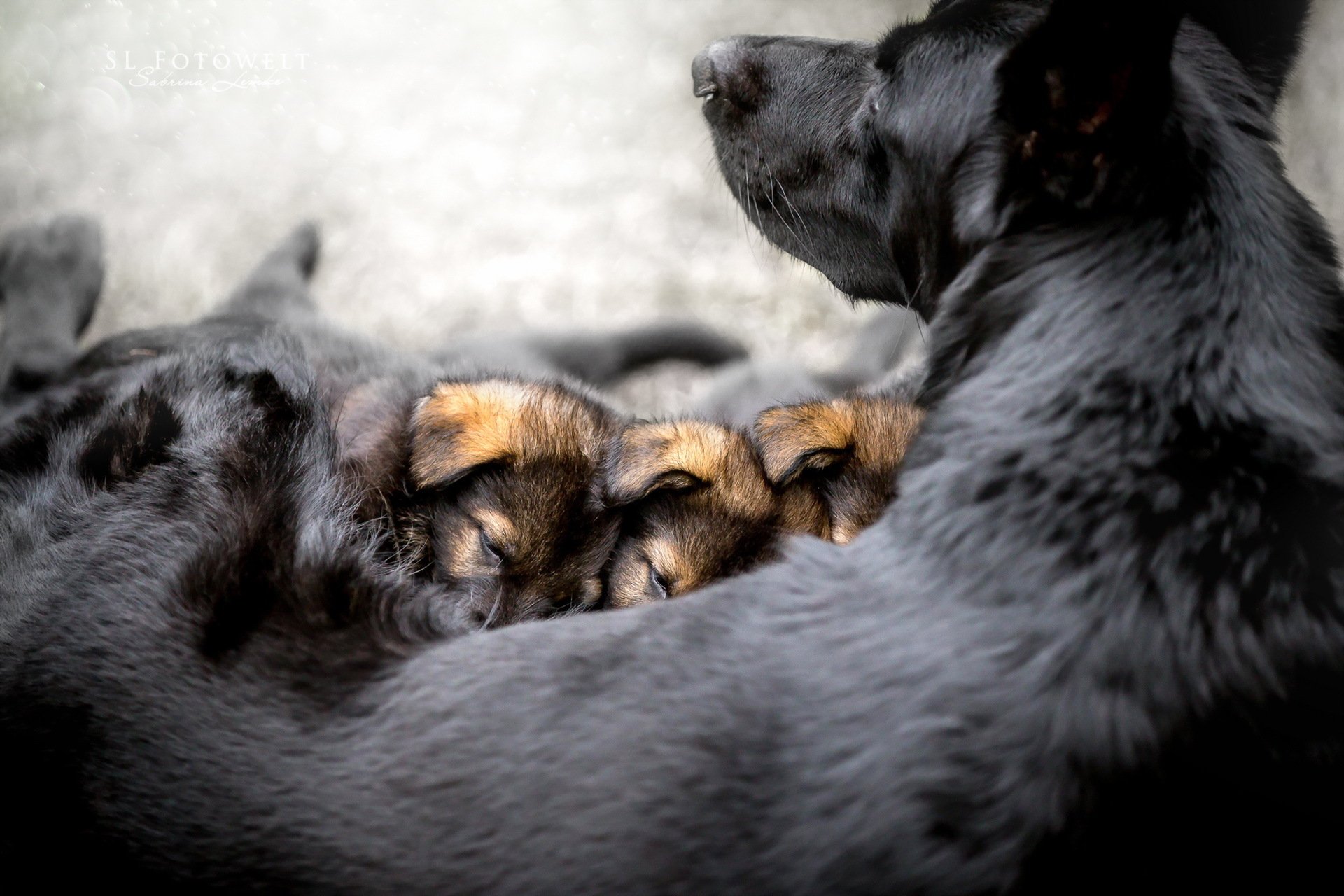 perro cachorros comodidad