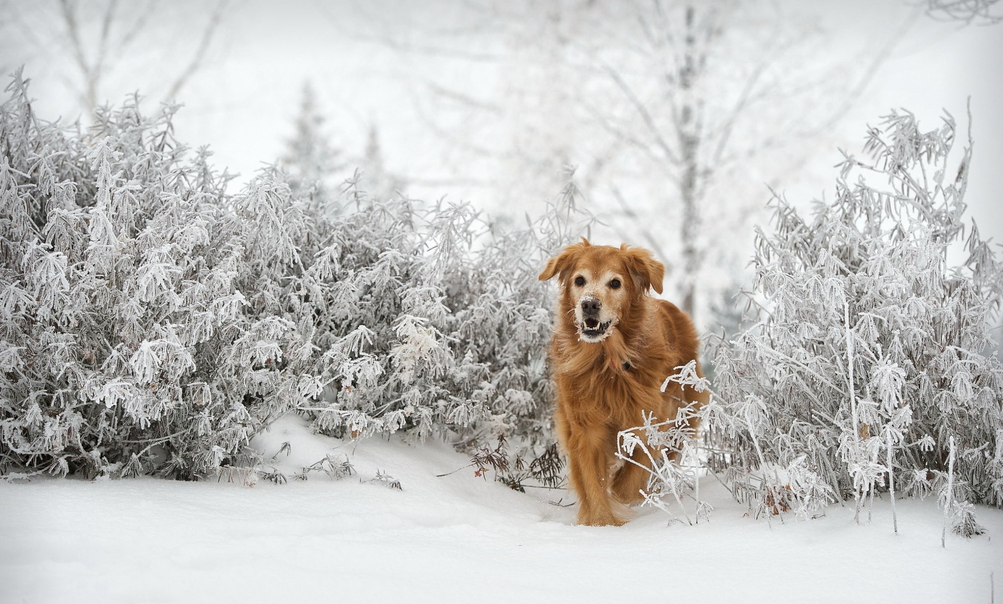 cane sguardo amico inverno