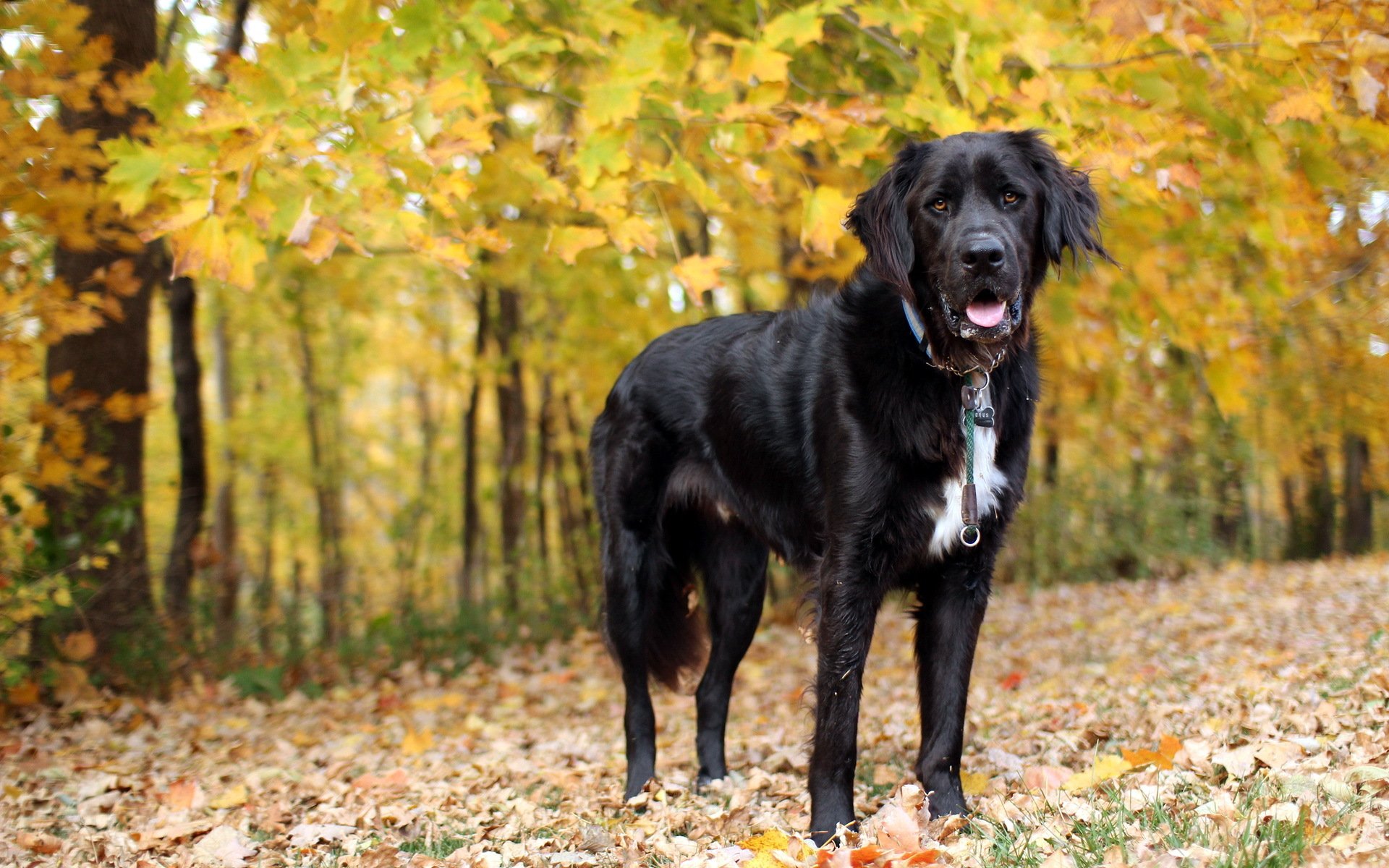 perro amigo otoño