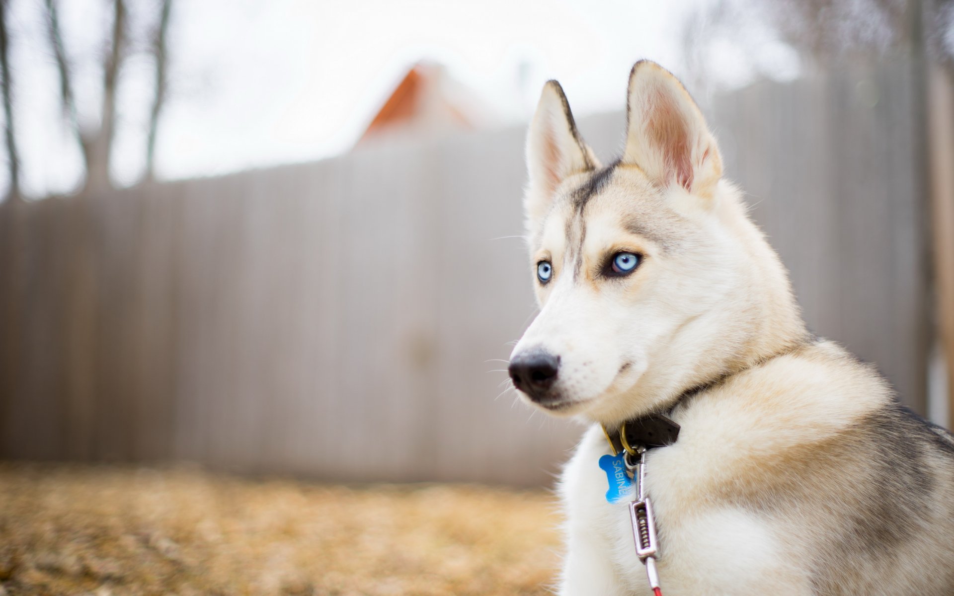 cane sguardo amico