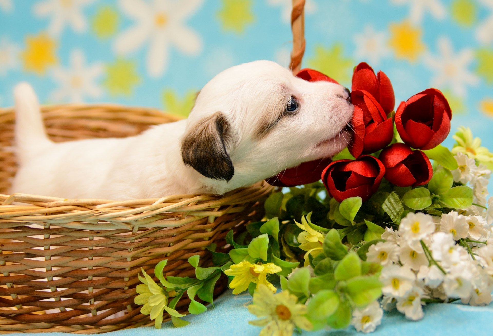 cachorro niño cesta flores