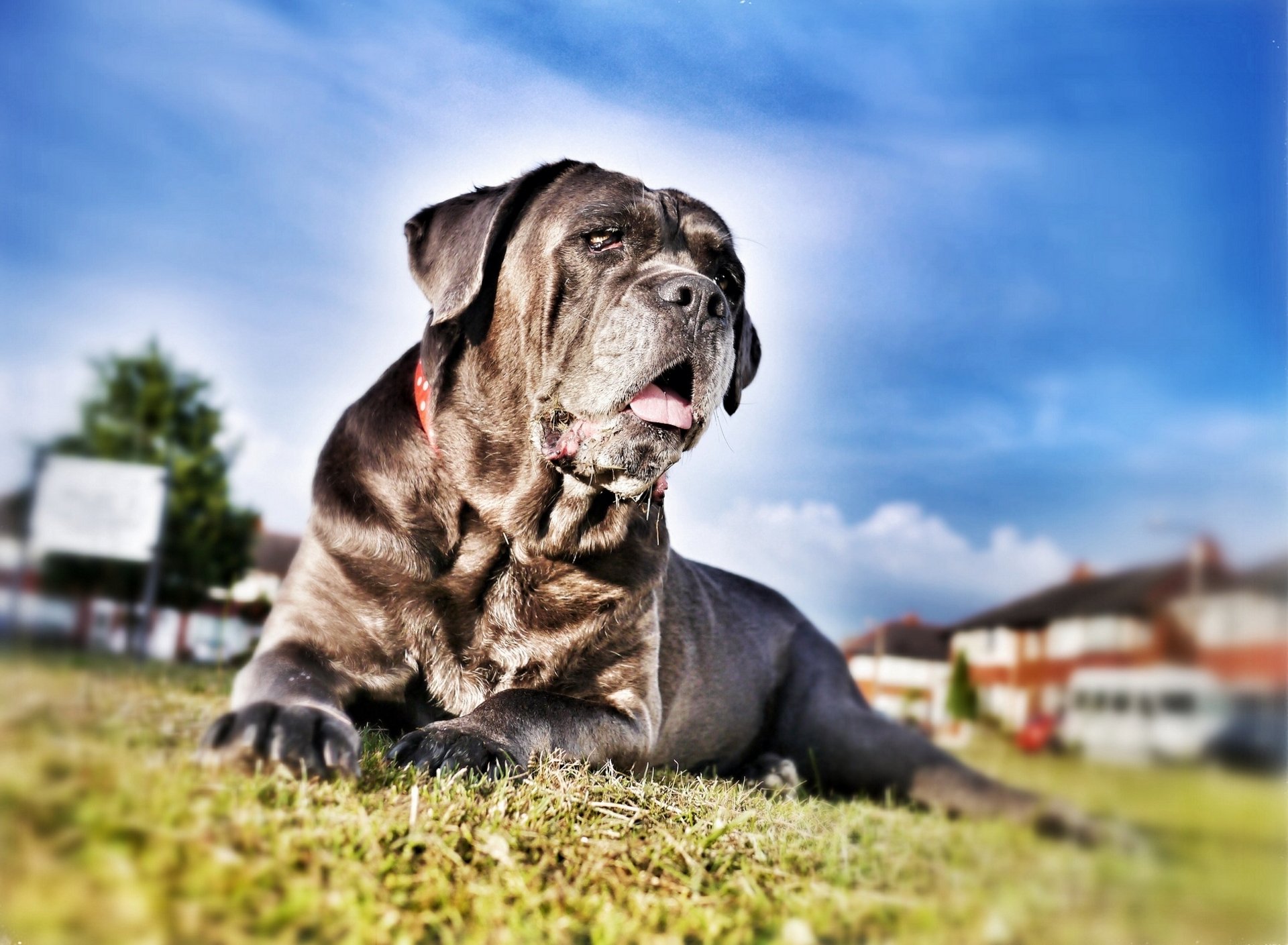 cane corso dog