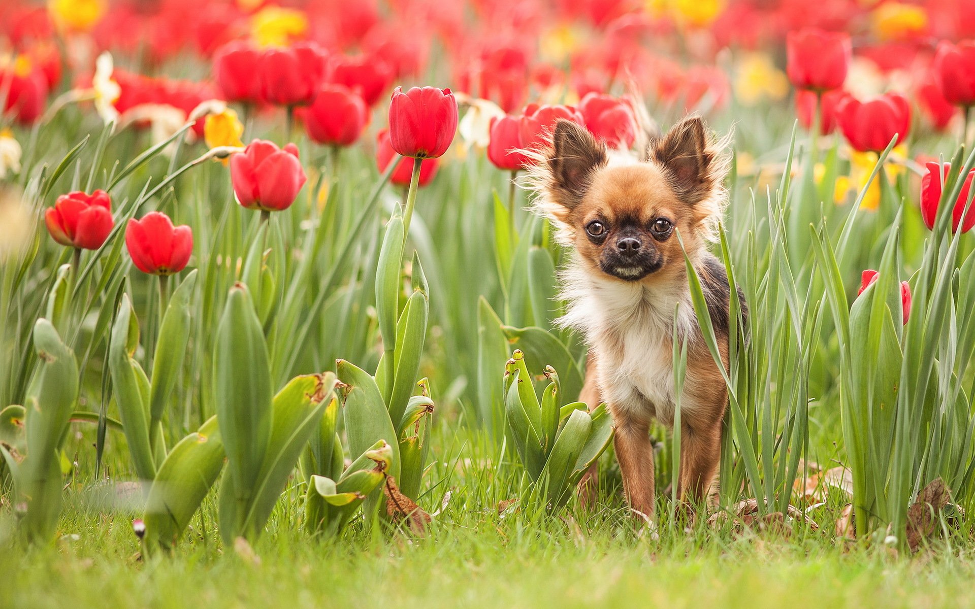 dog tulips nature