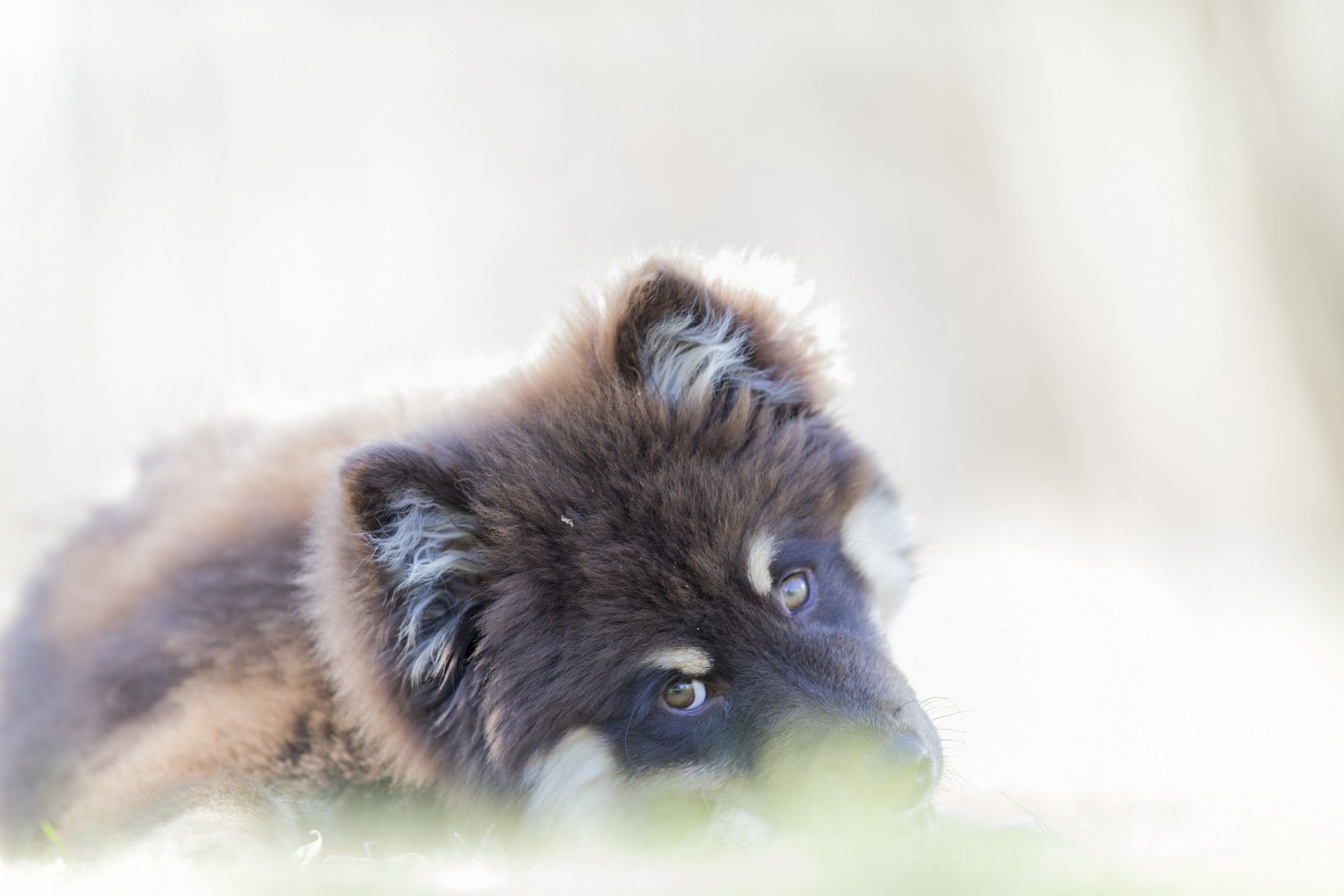 hund blick freund