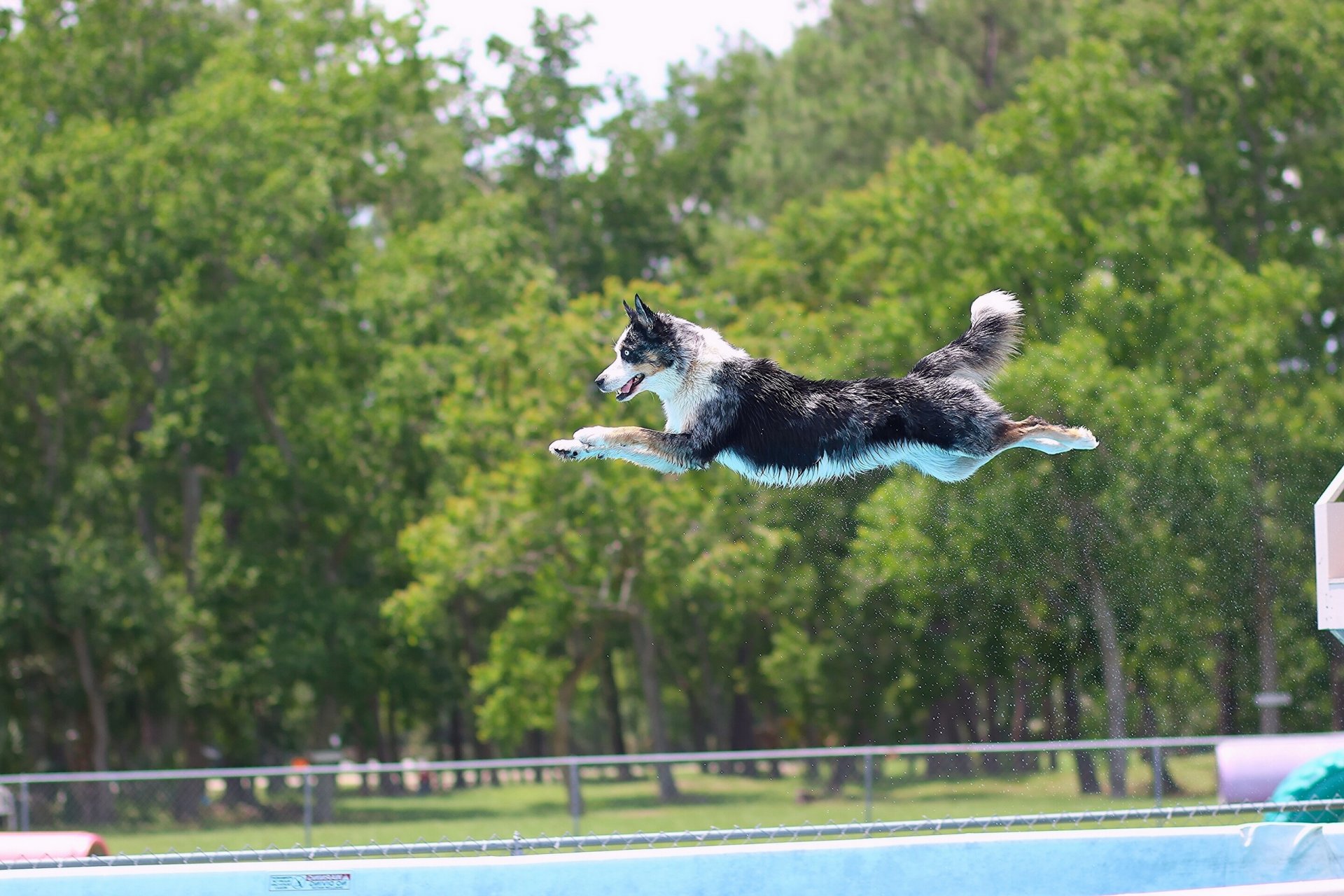 border collie dog jump pool