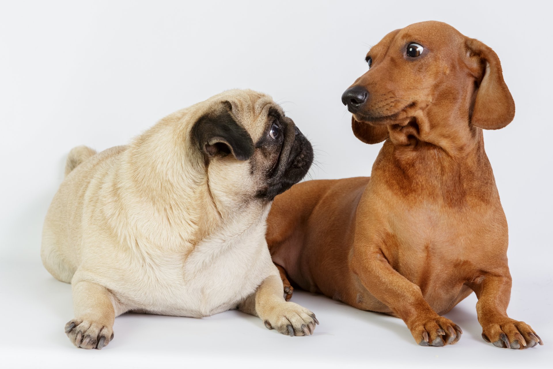 chiens teckel carlin deux animaux photo