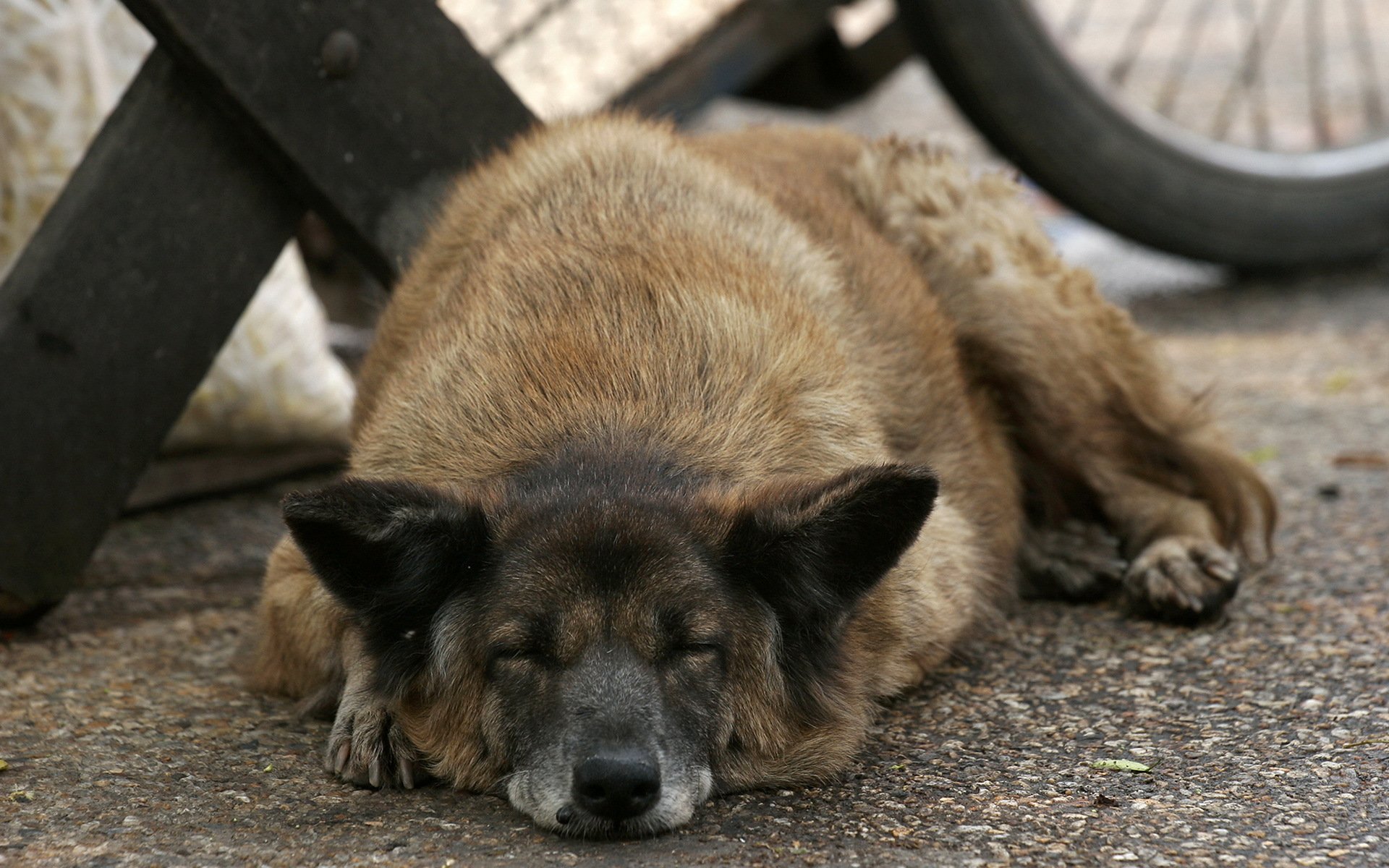 hund straße freund