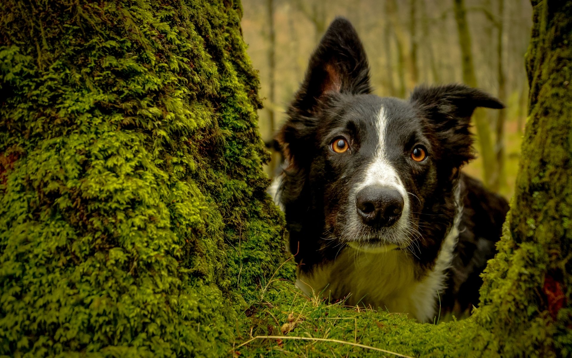 border collie hund schnauze blick baum moos