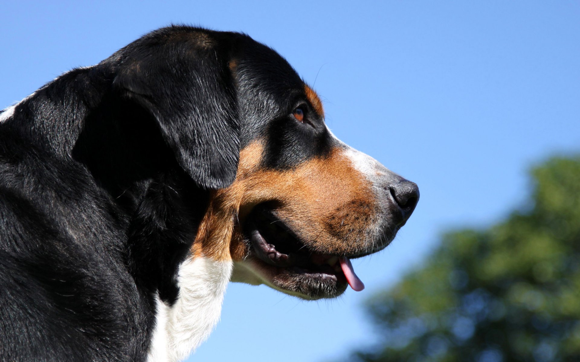 berner sennenhund bernese mountain dog bern shepherd shepherd