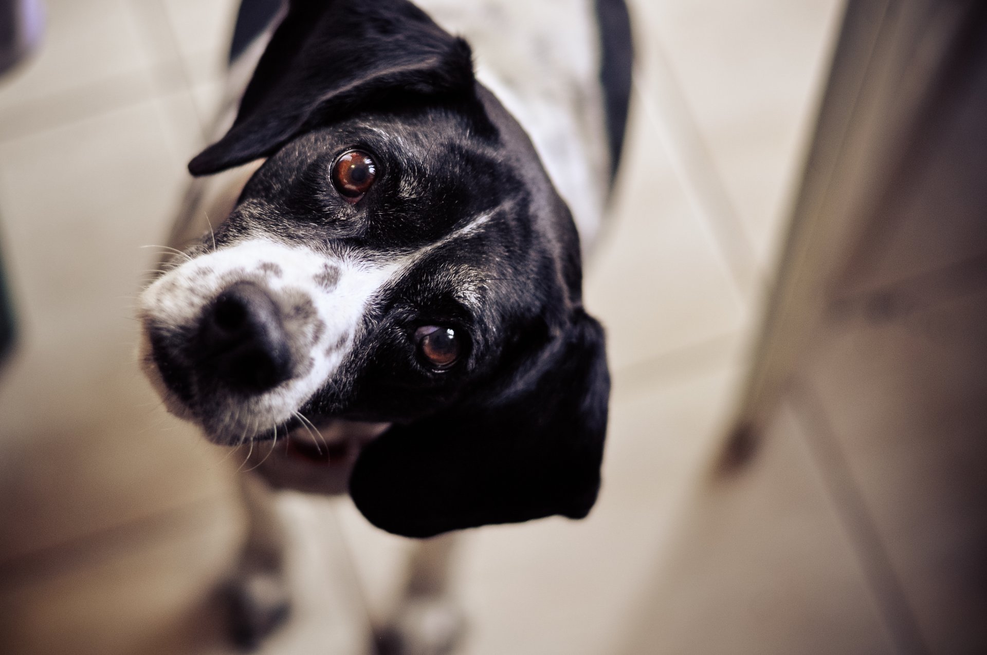 chien chien regard yeux