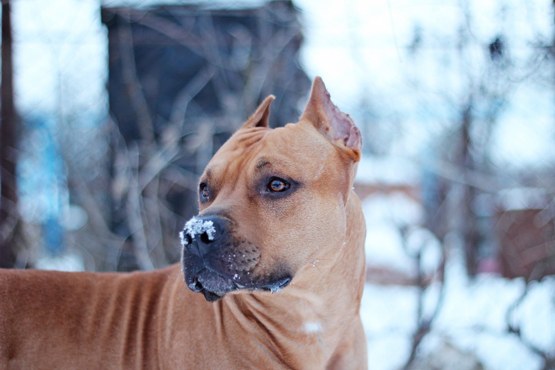 chien neige staffor