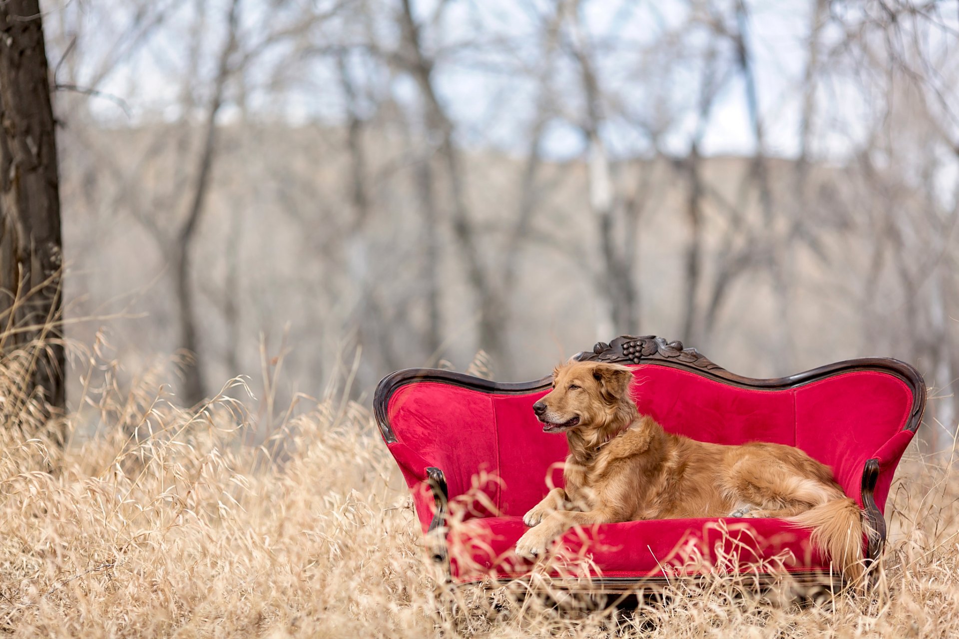 golden retriever nature sofa red chair