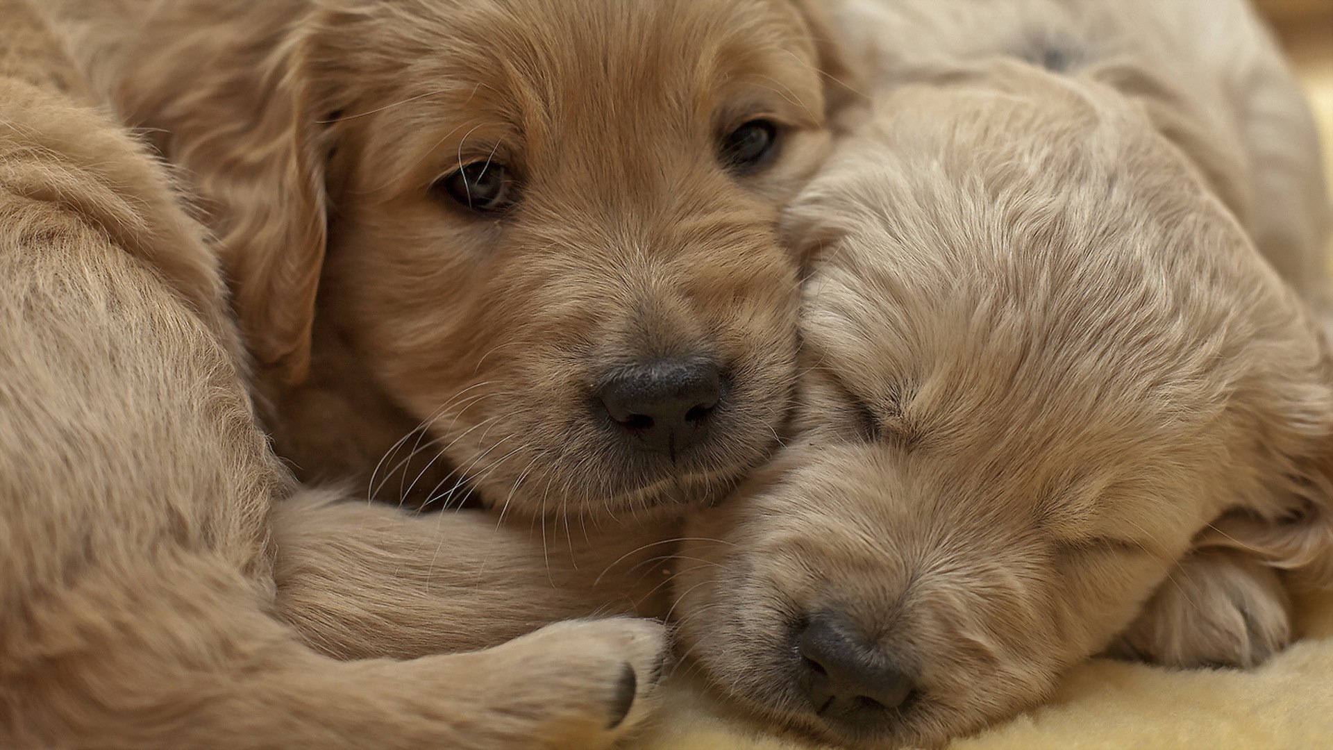 hunde welpen komfort