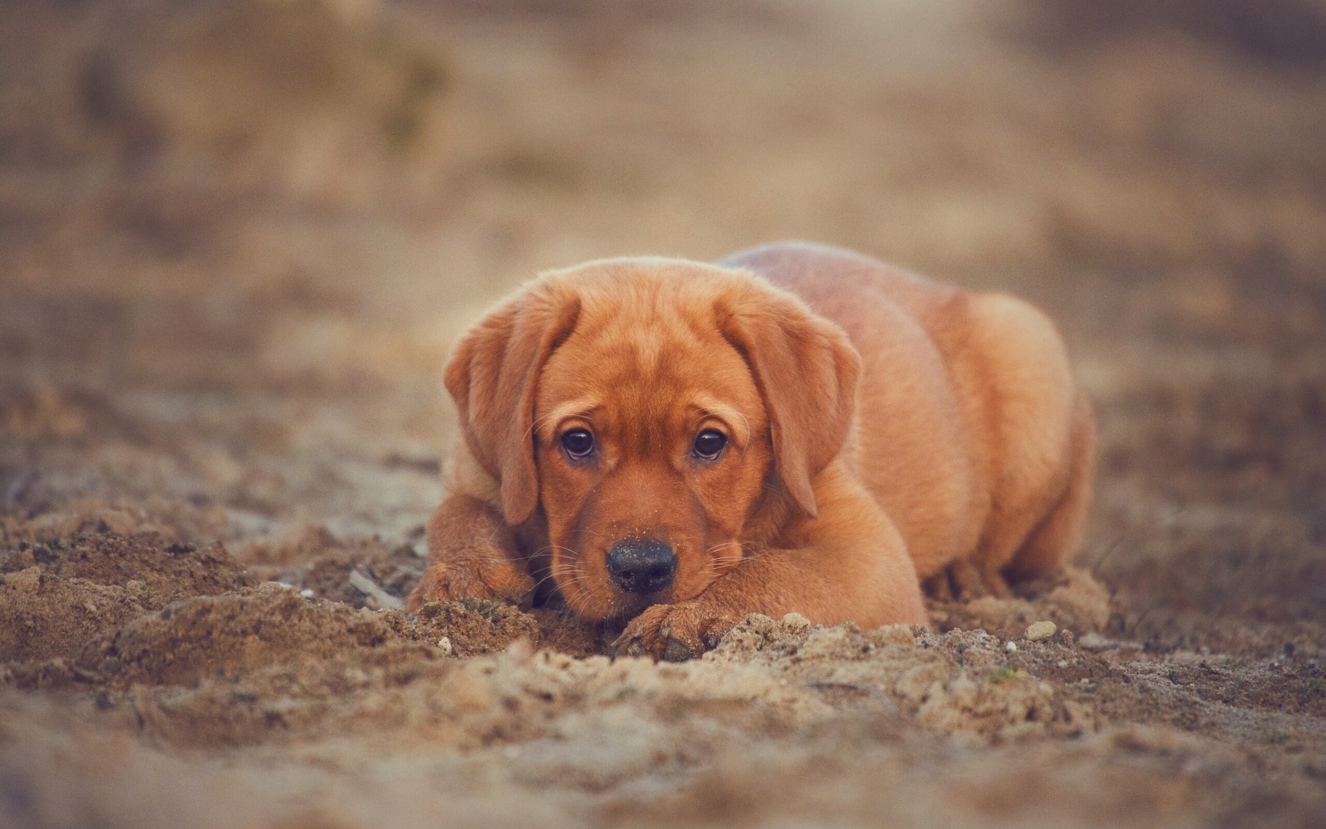 labrador retriever cane cucciolo vista sabbia