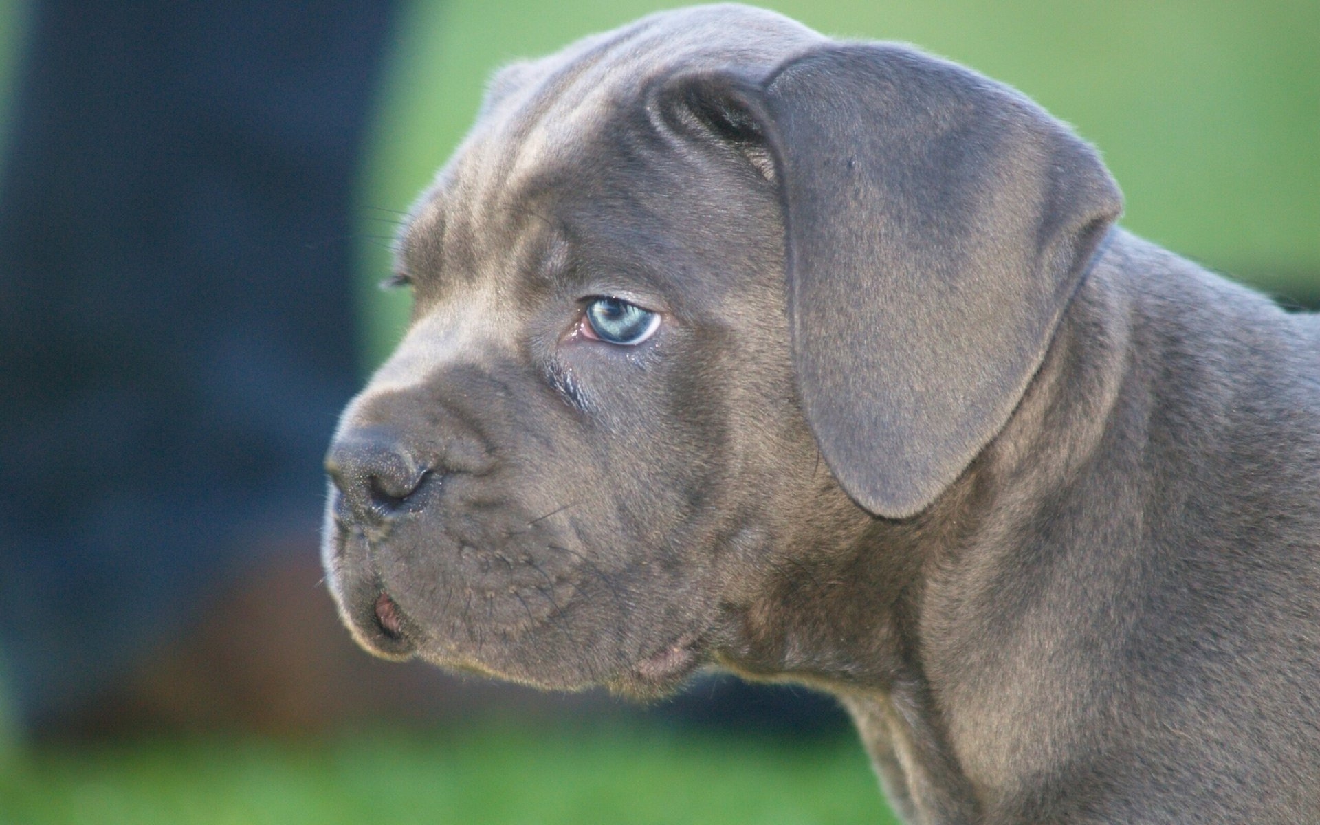 cane corso dog puppy face