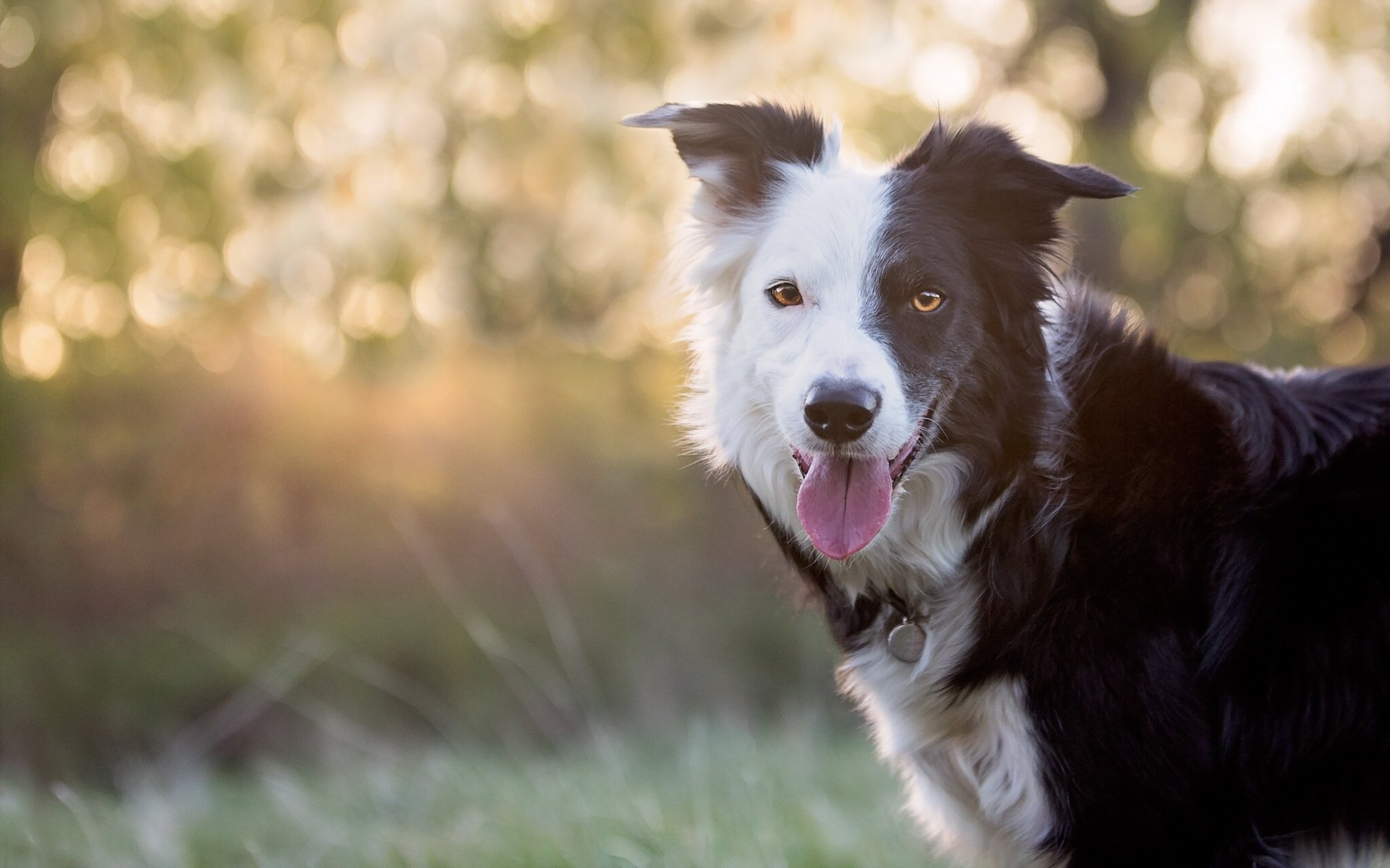 chien regard ami