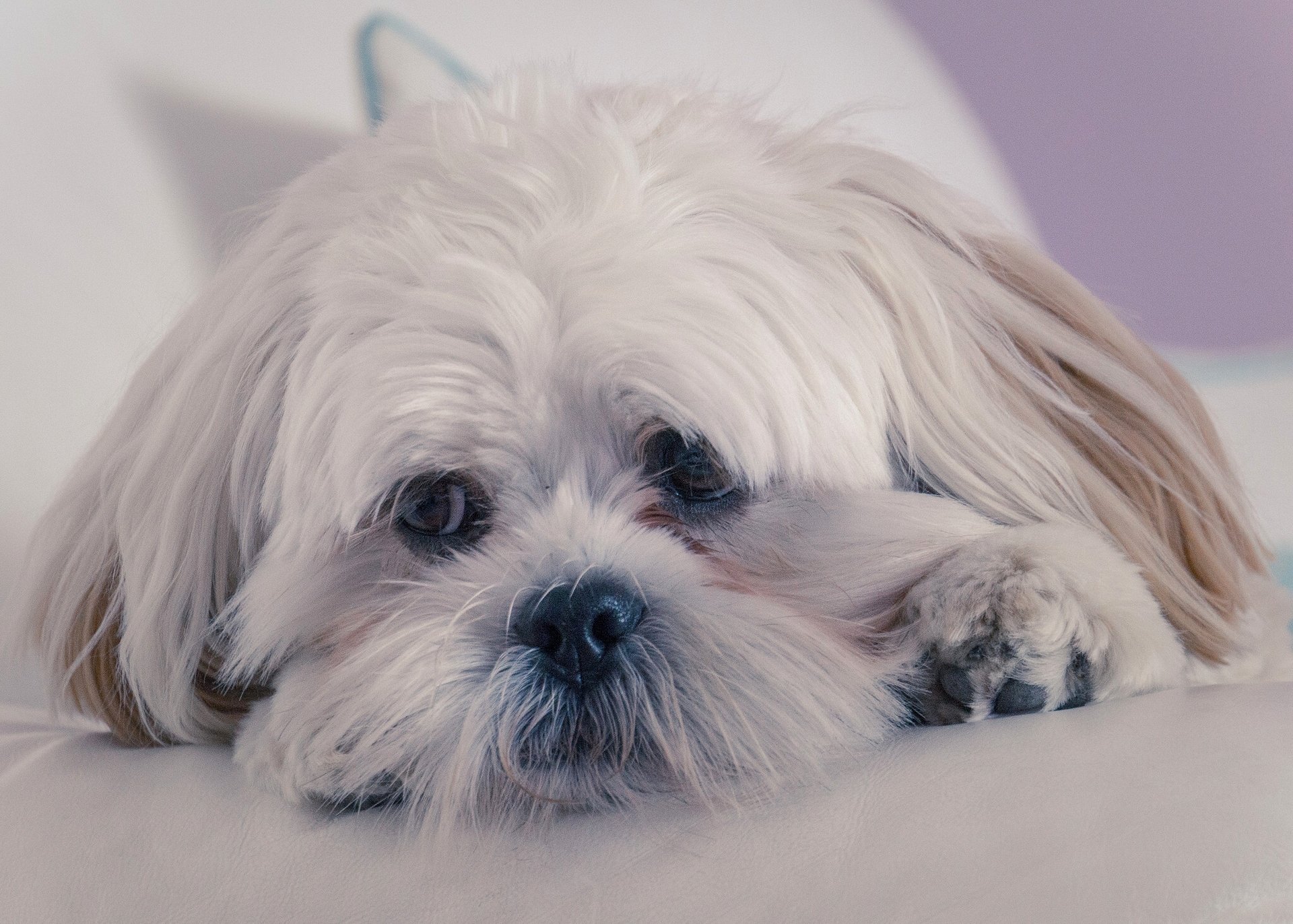 lhasa apso perro hocico mirada