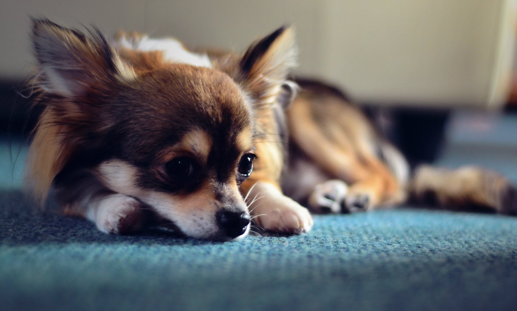 cane sguardo amico