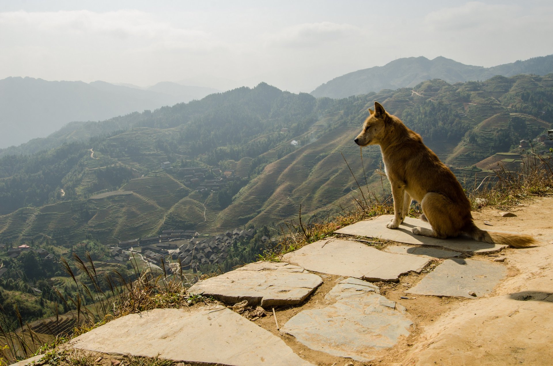 amigo perro naturaleza panorama