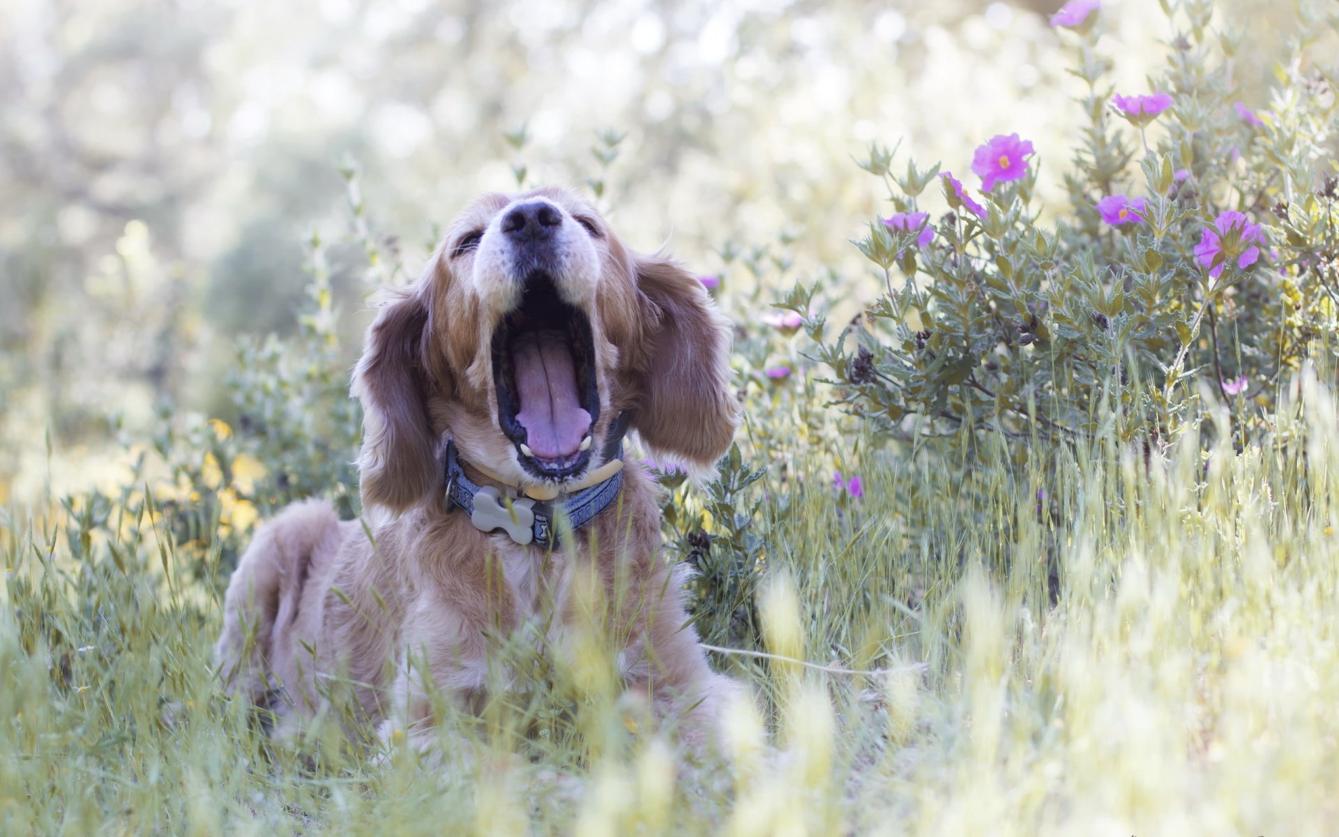 hund freund natur