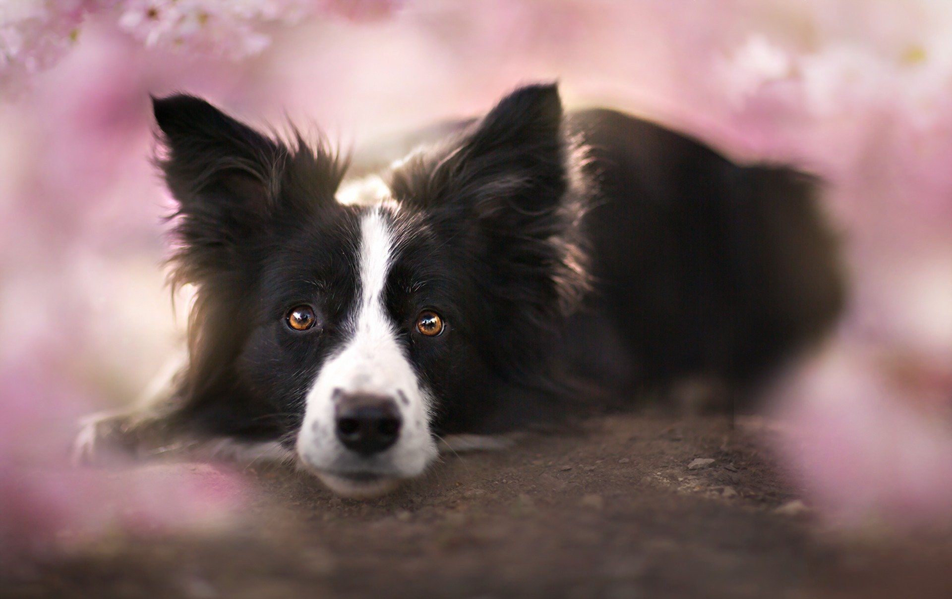 perro mirada amigo