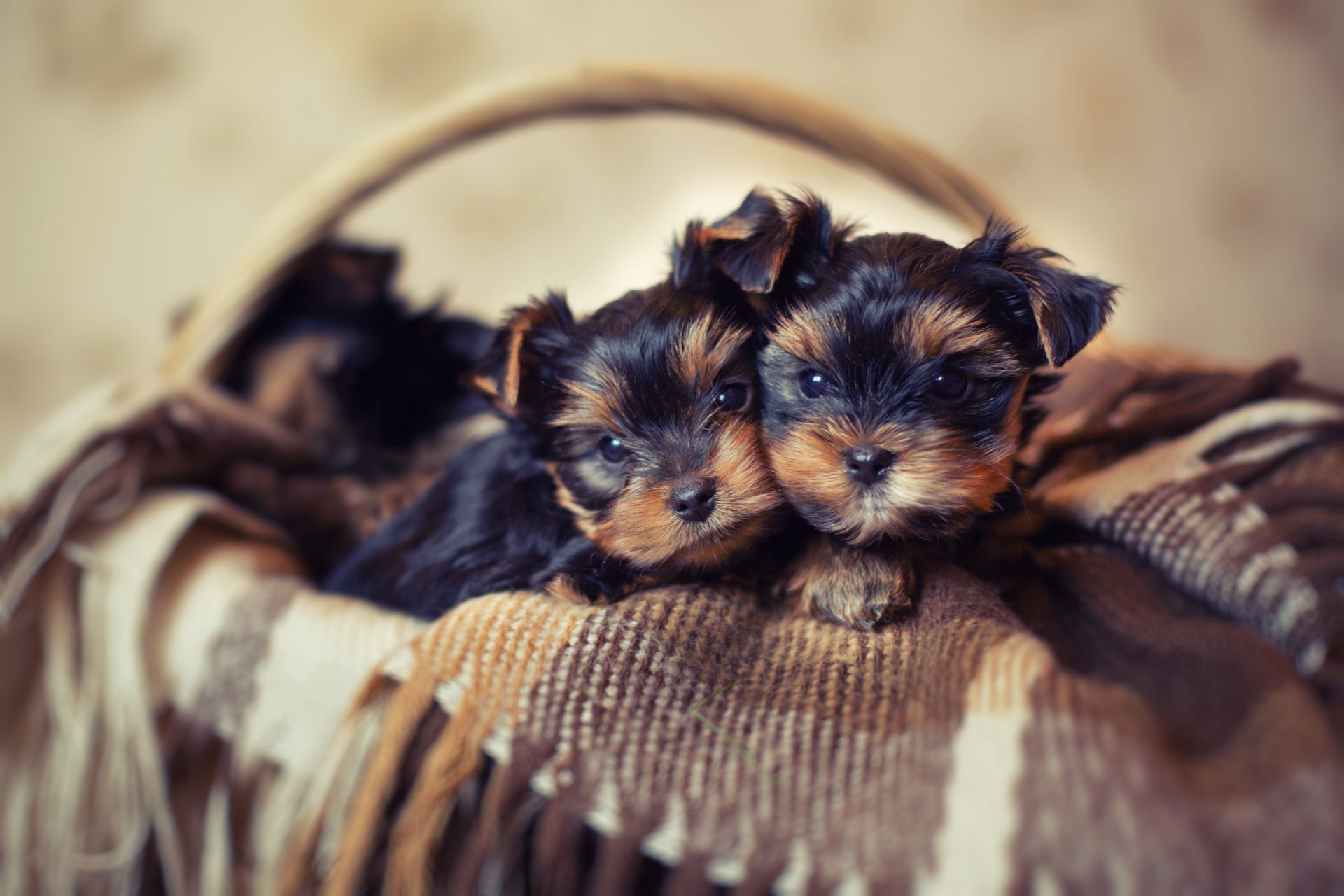 cuccioli cani cestino cestino