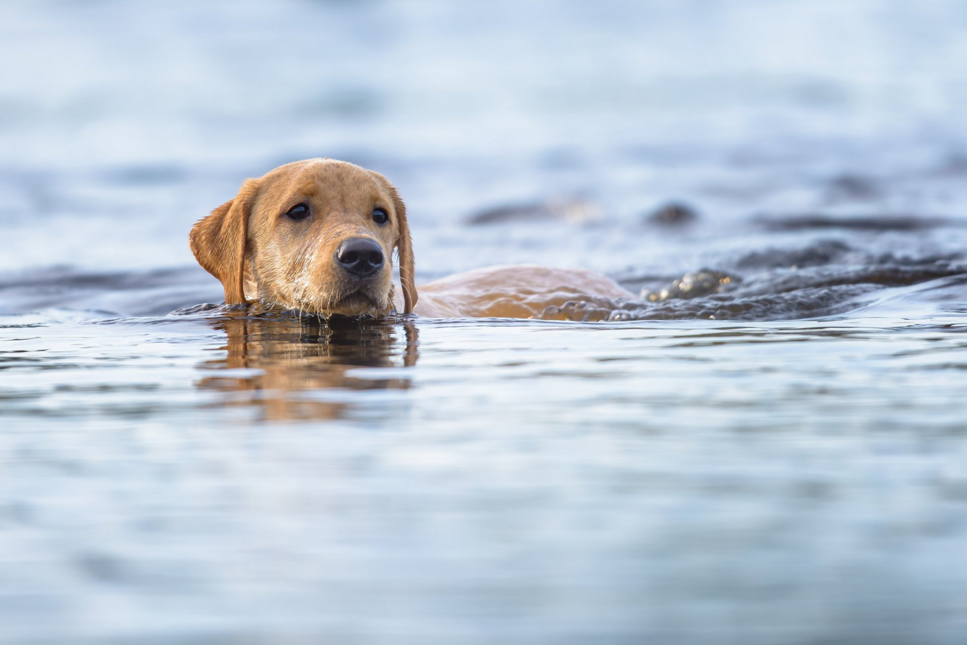 dog face other view water