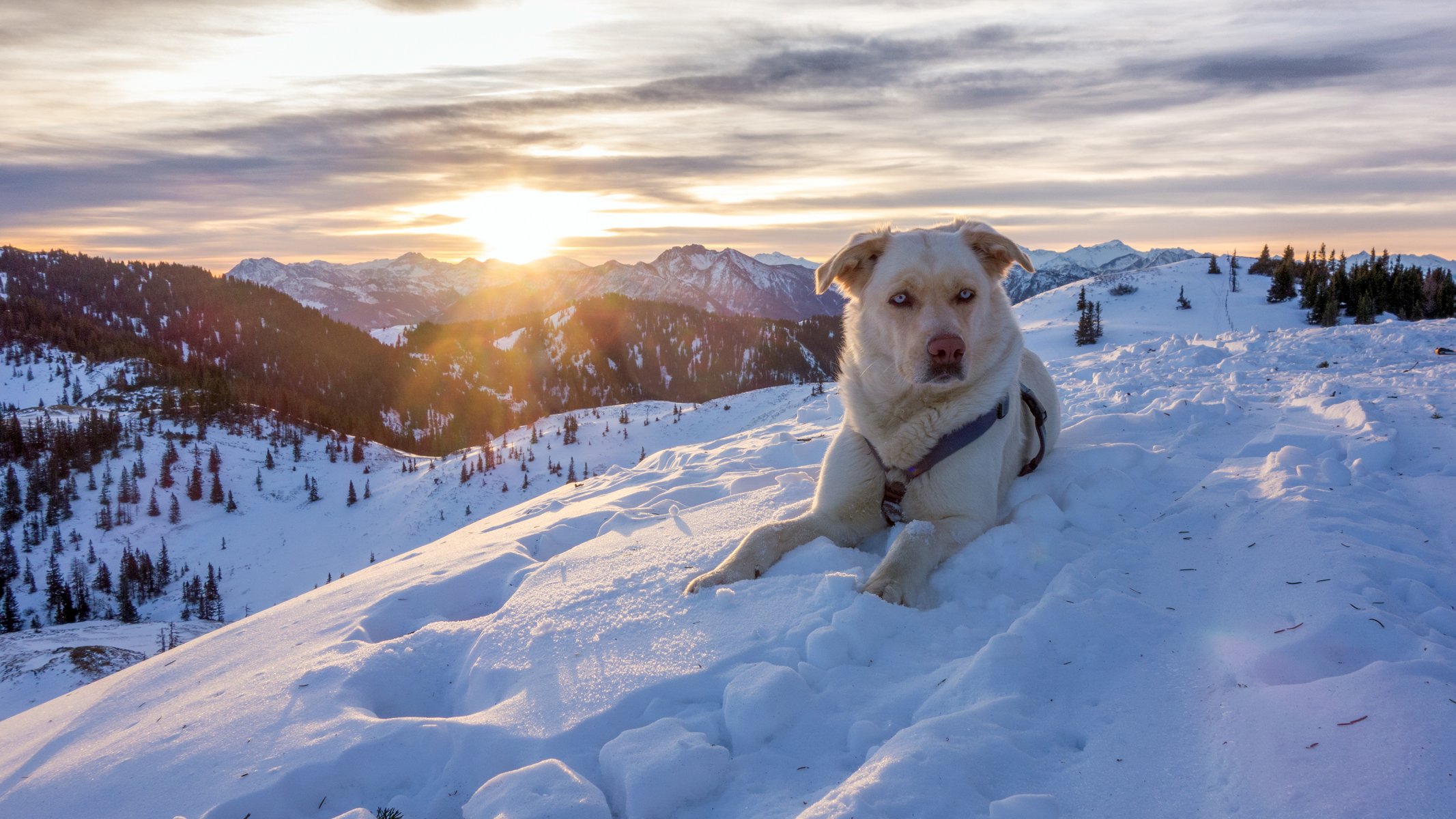 alpes autriche montagnes hiver neige nature chien