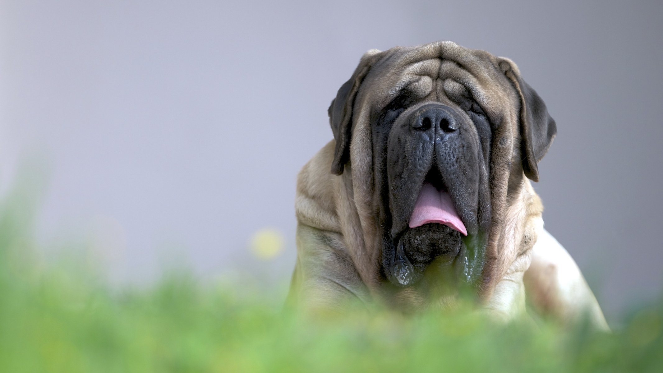 cane sguardo amico mastino inglese