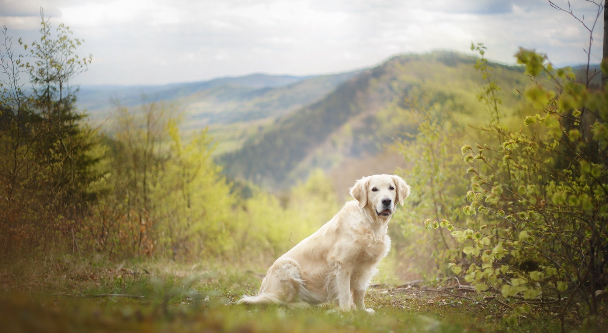 chien regard ami