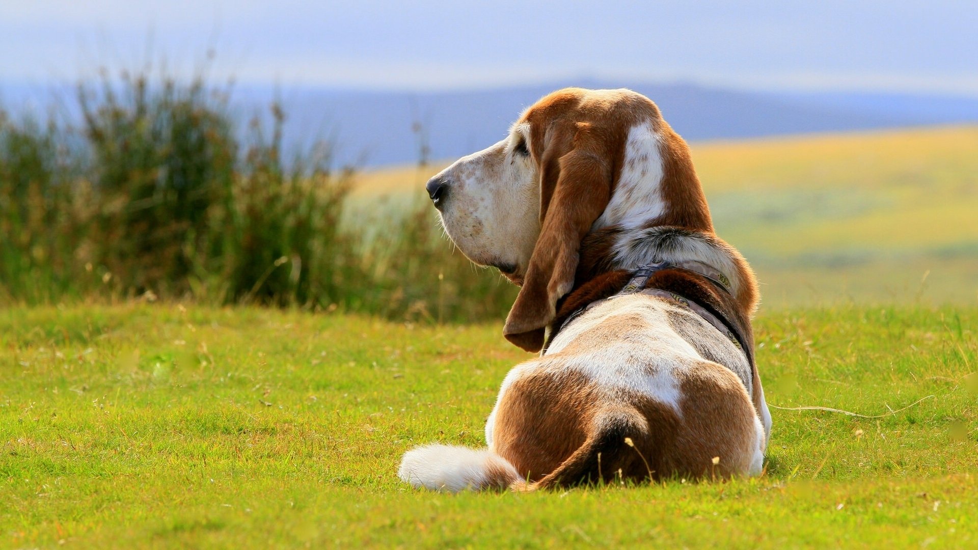 basset hound chien