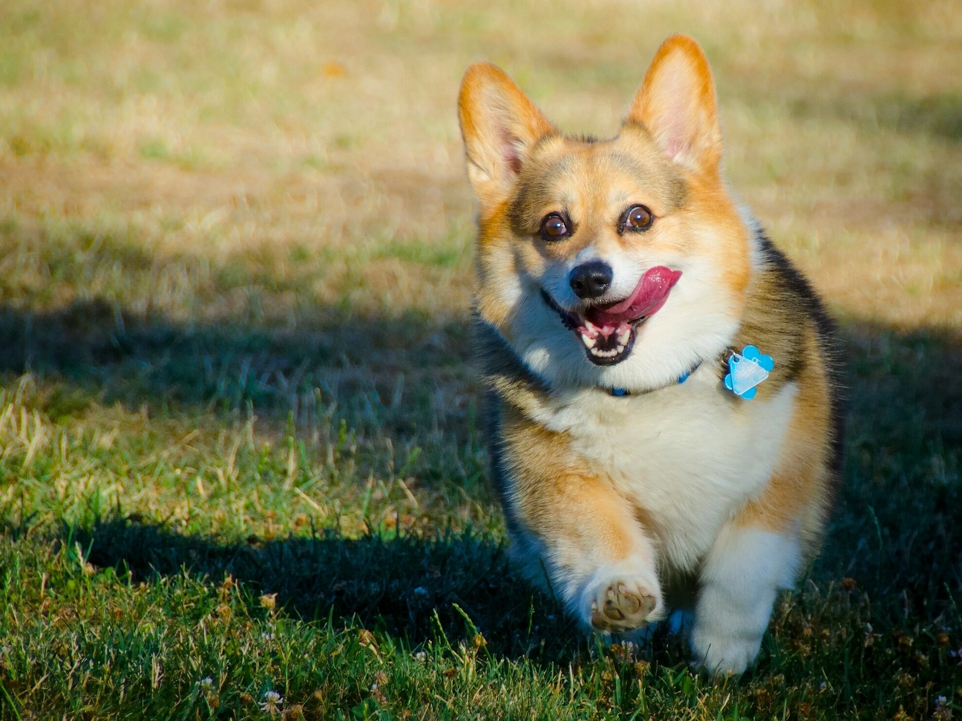 welsh corgi cane lingua gioia umore