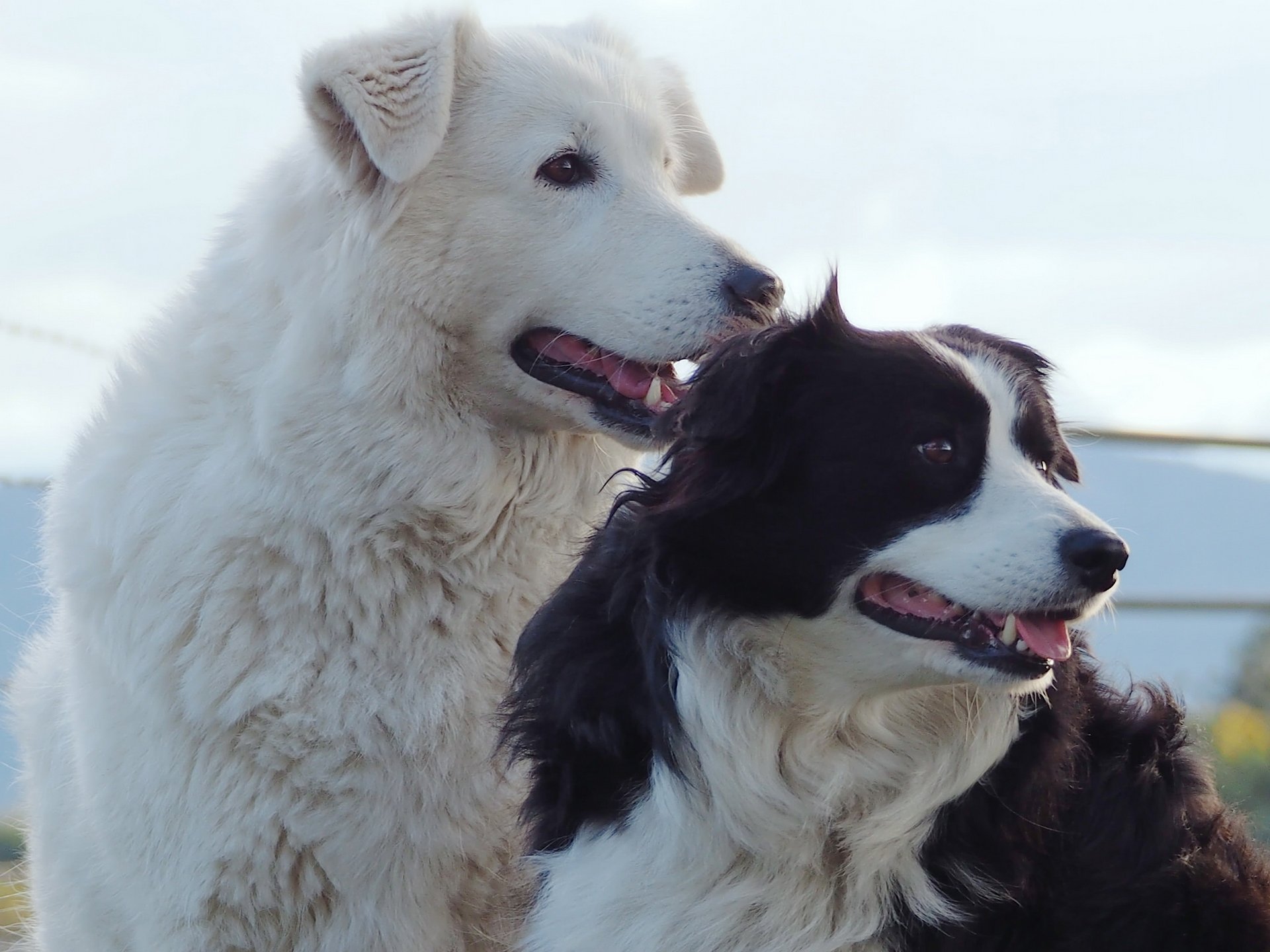 chiens border collie amis compagnons portrait