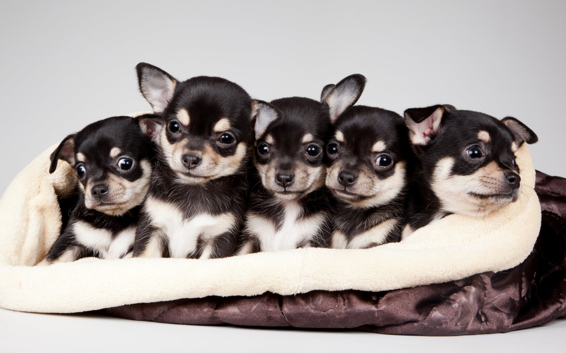 chiots quintette mignons