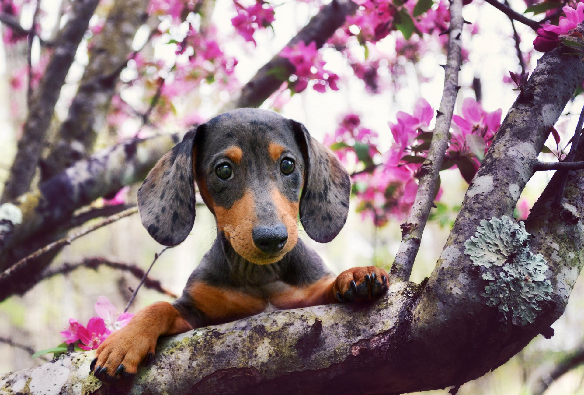 perro mirada amigo