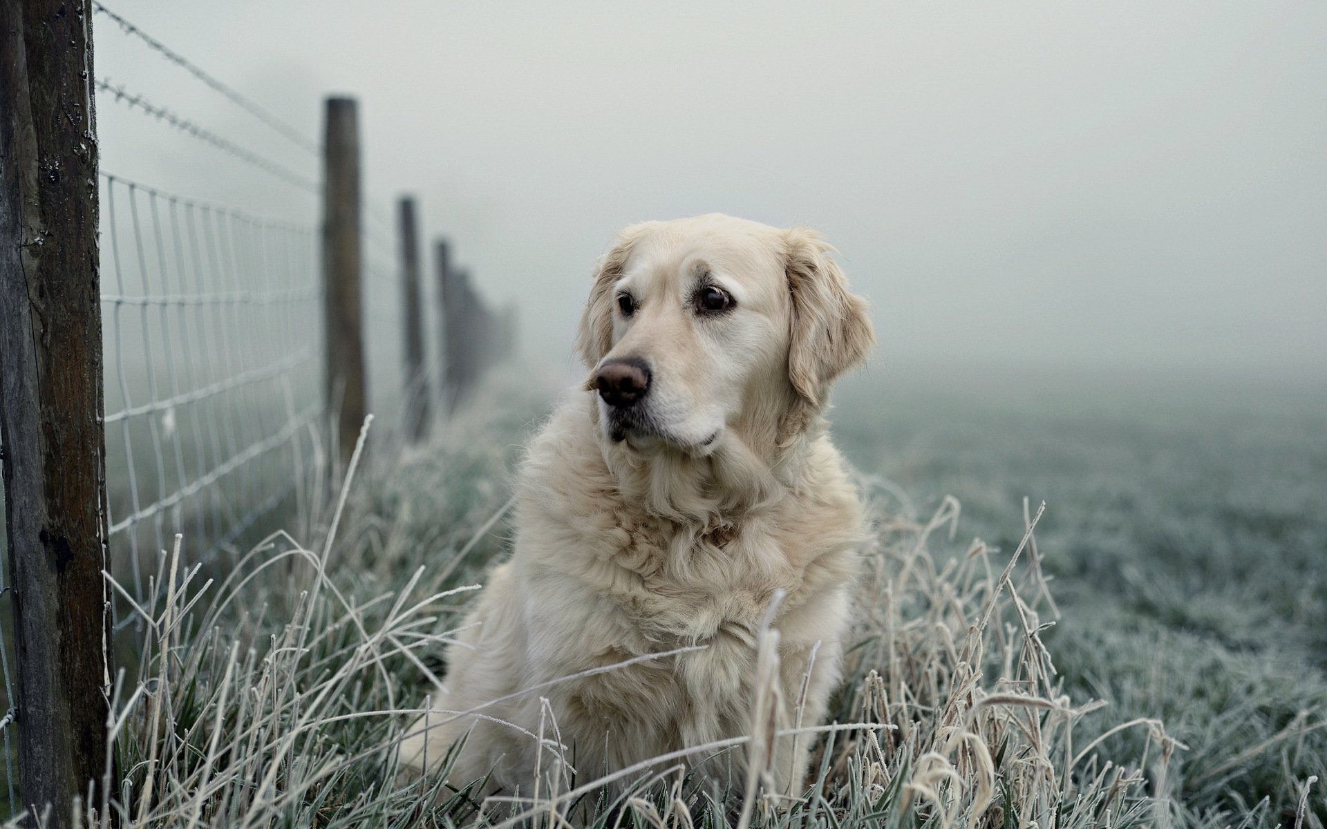 hund blick freund zaun