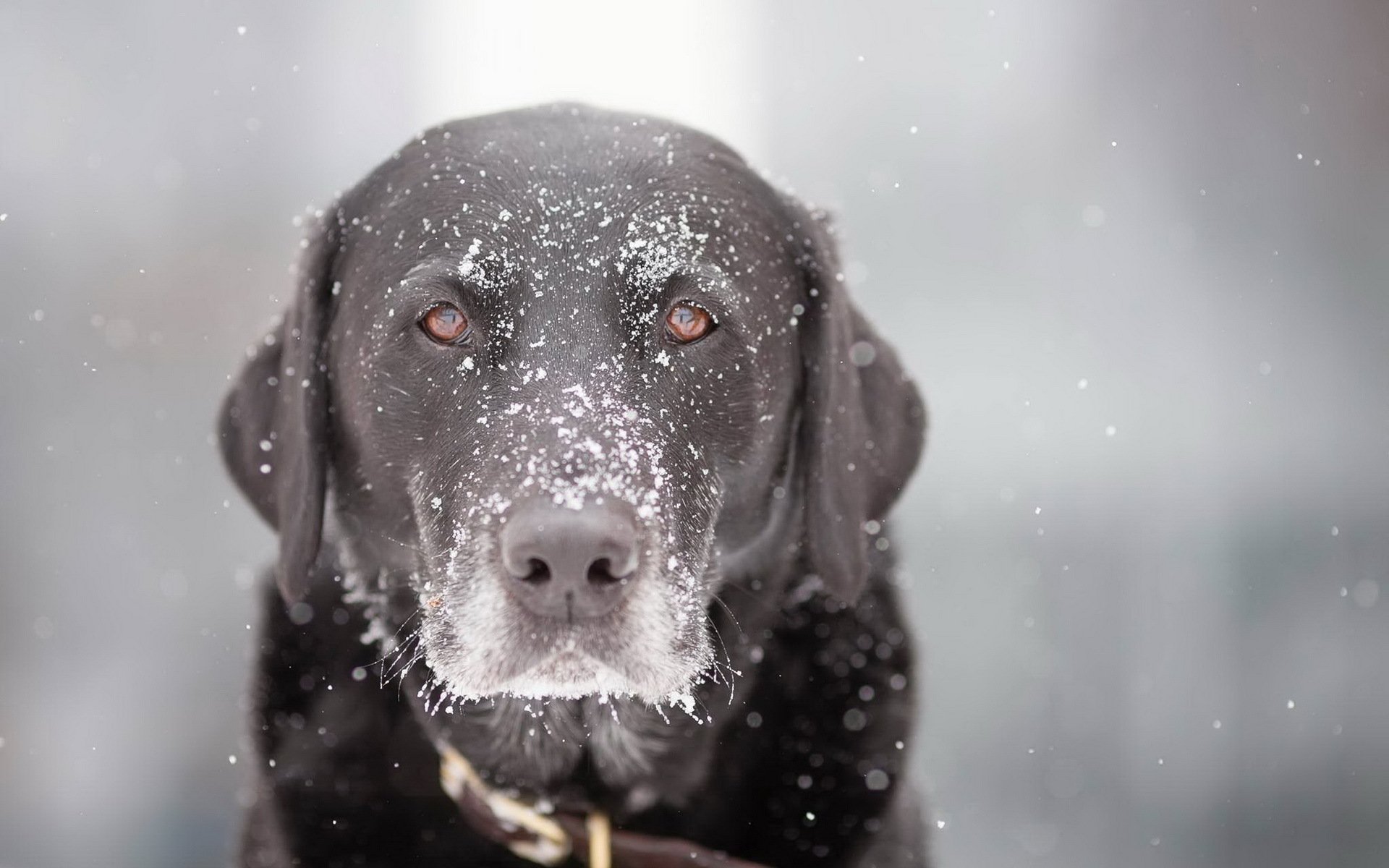 chien vue neige