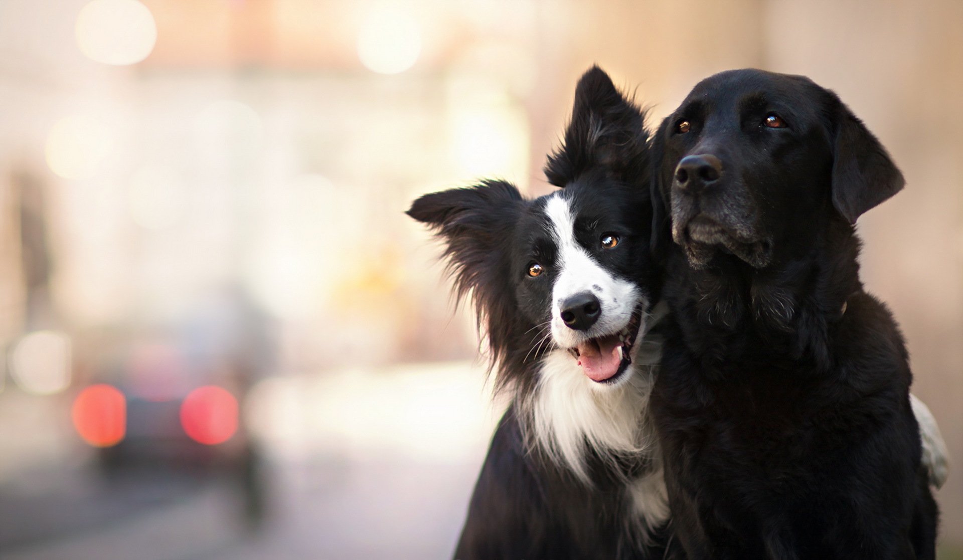 hunde freunde hintergrund